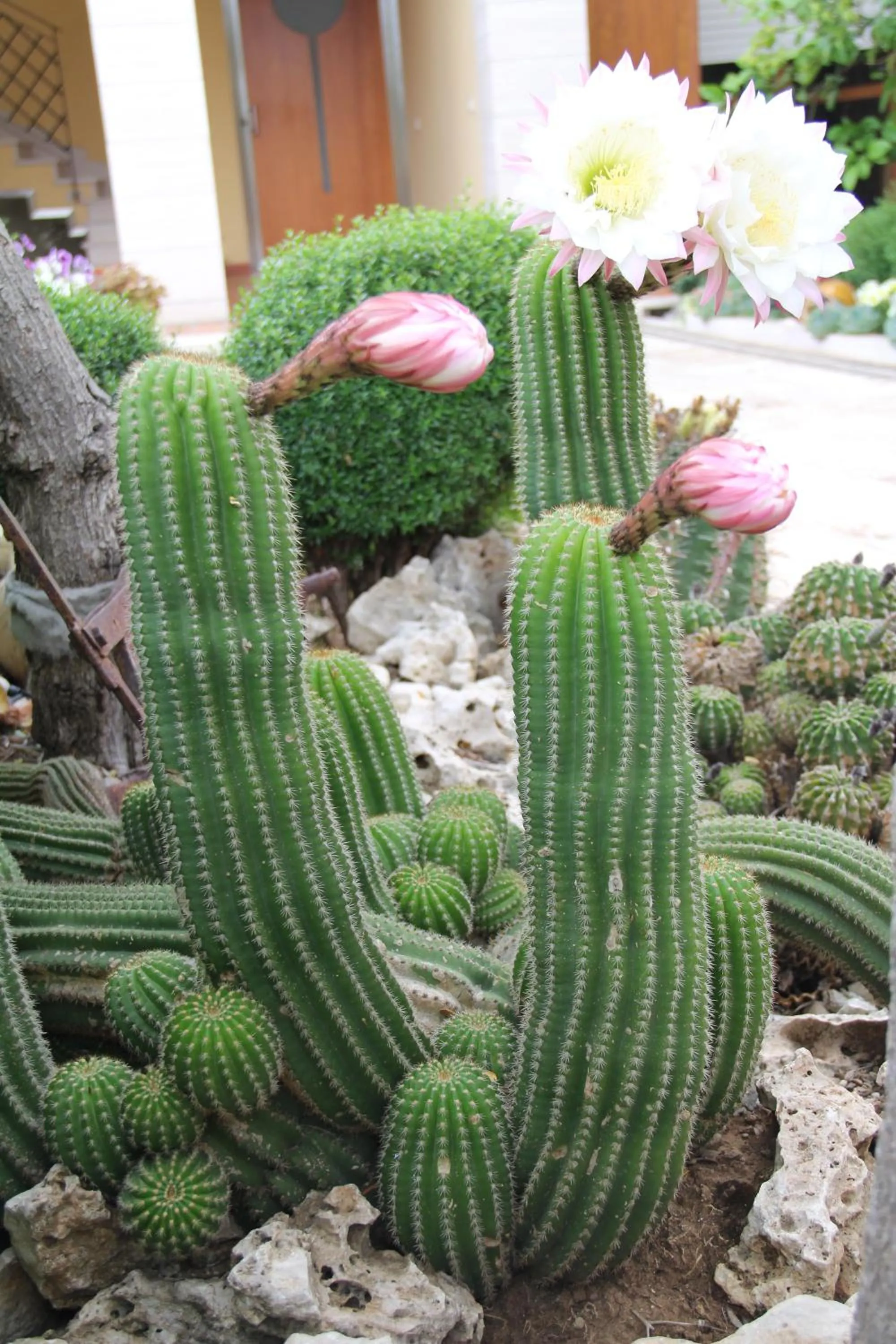 Garden in B&B La Rosa Blu