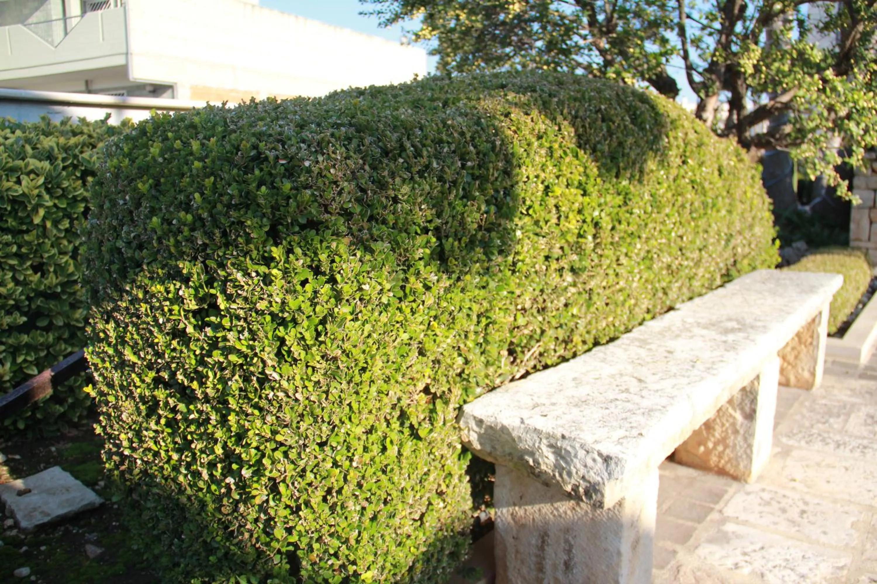 Garden in B&B La Rosa Blu