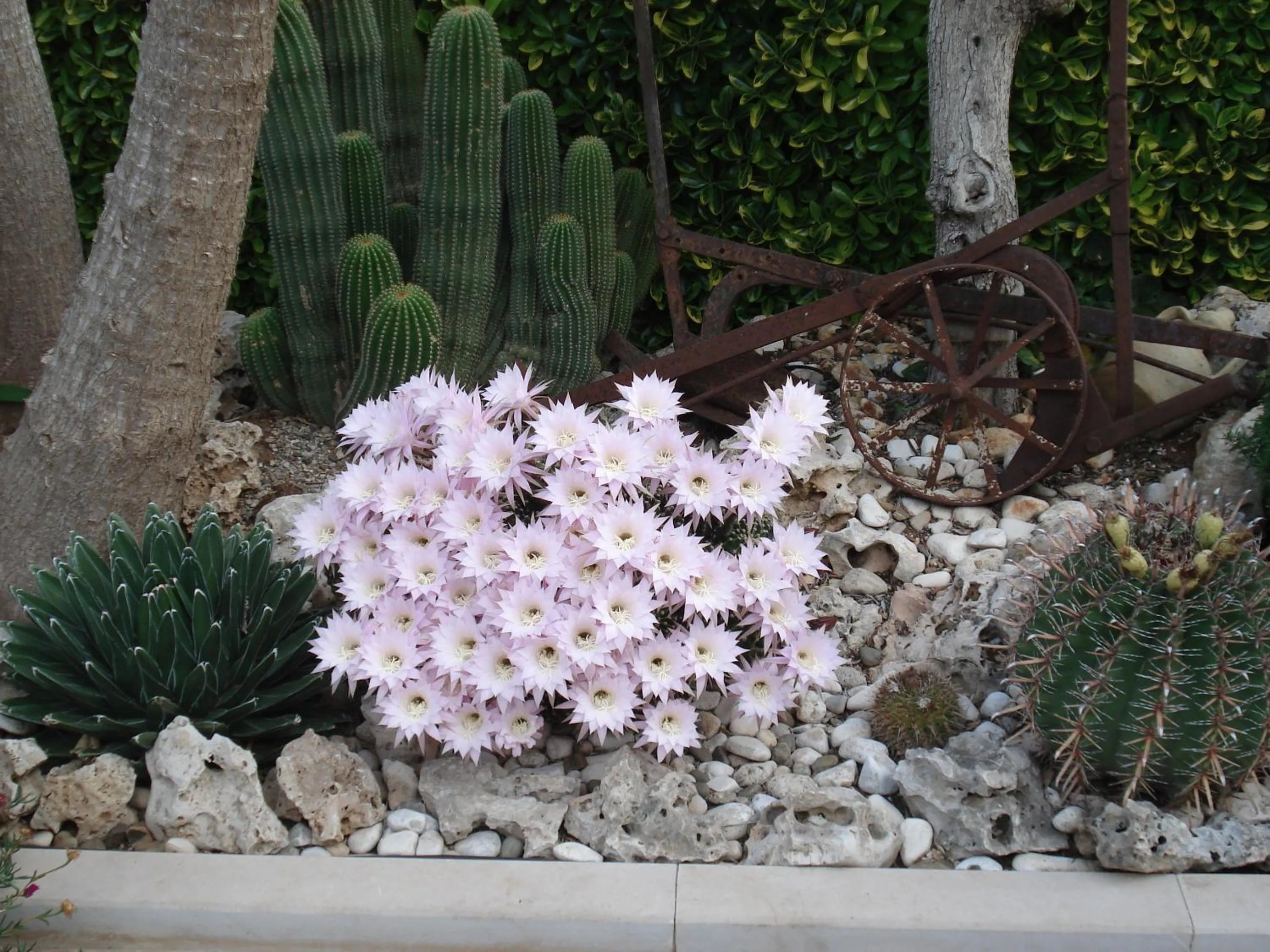 Garden in B&B La Rosa Blu