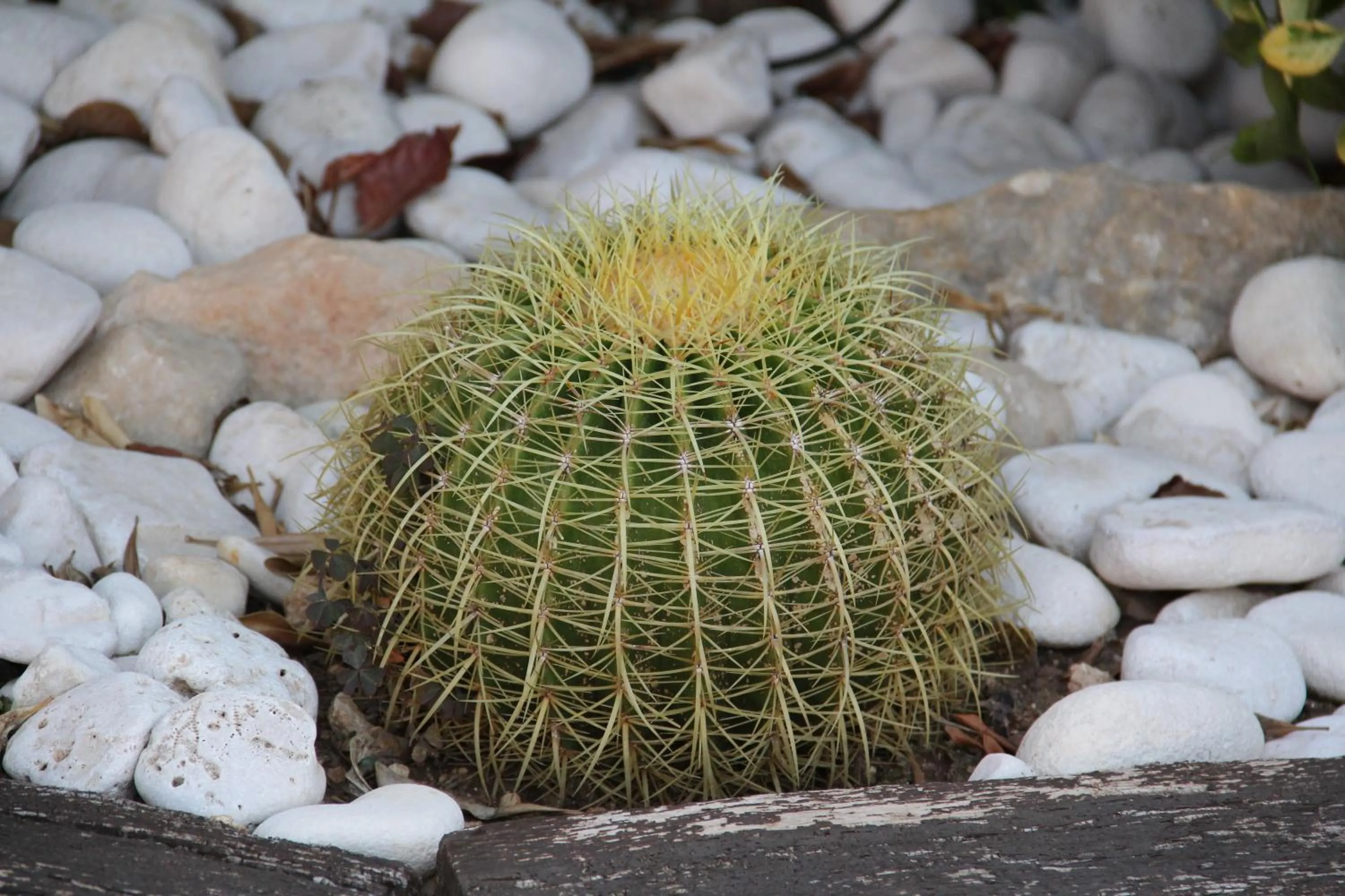 Other in B&B La Rosa Blu