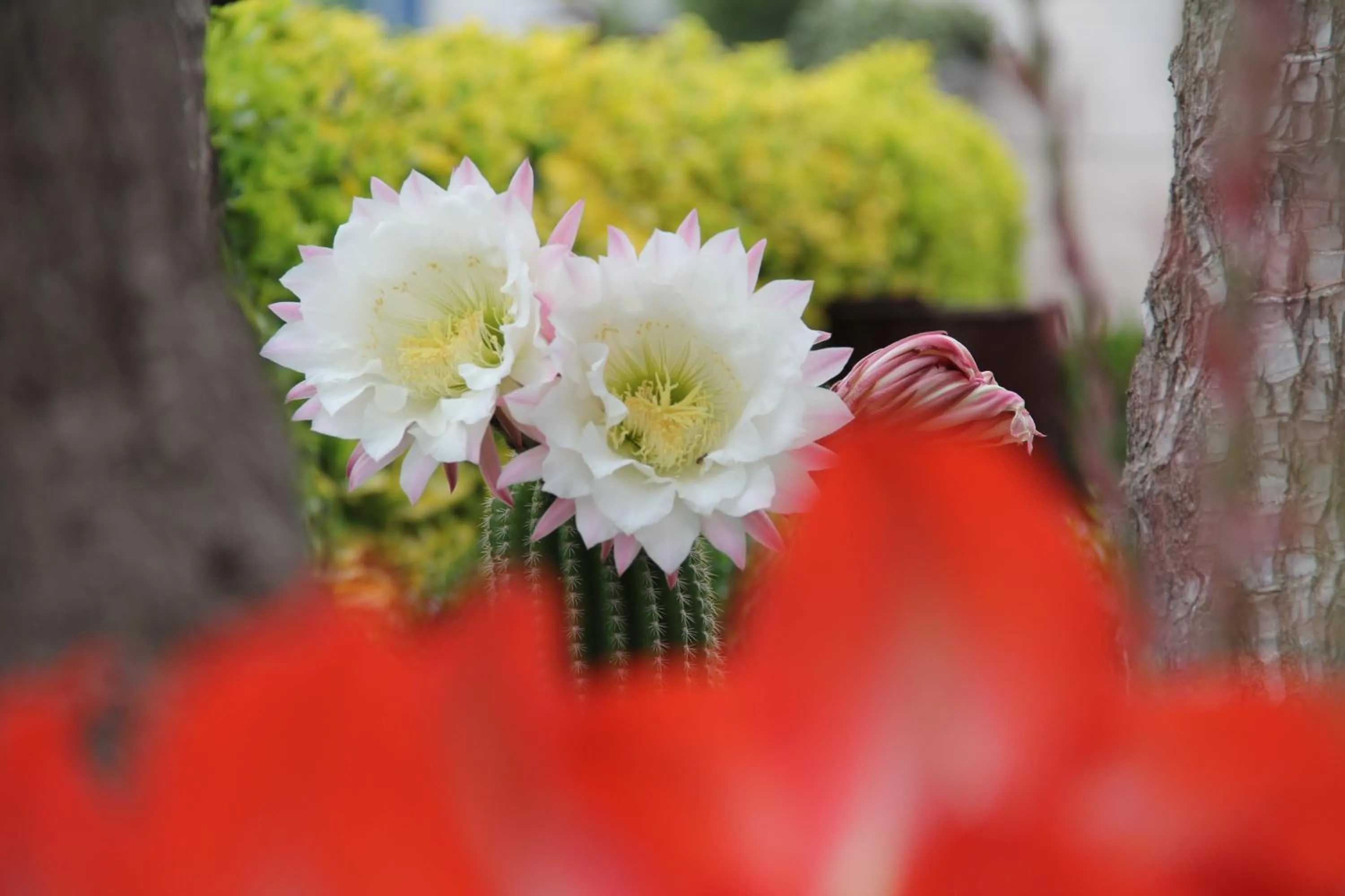 Garden in B&B La Rosa Blu
