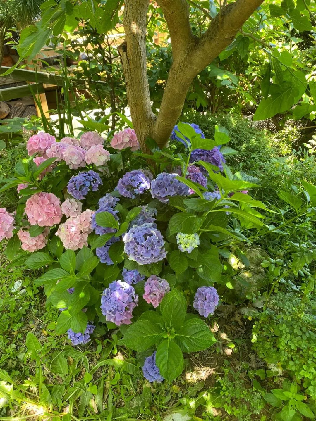 Garden in Pension Badawa