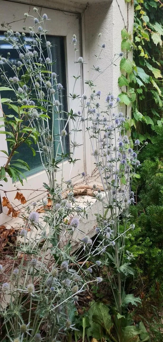 Garden in Pension Badawa