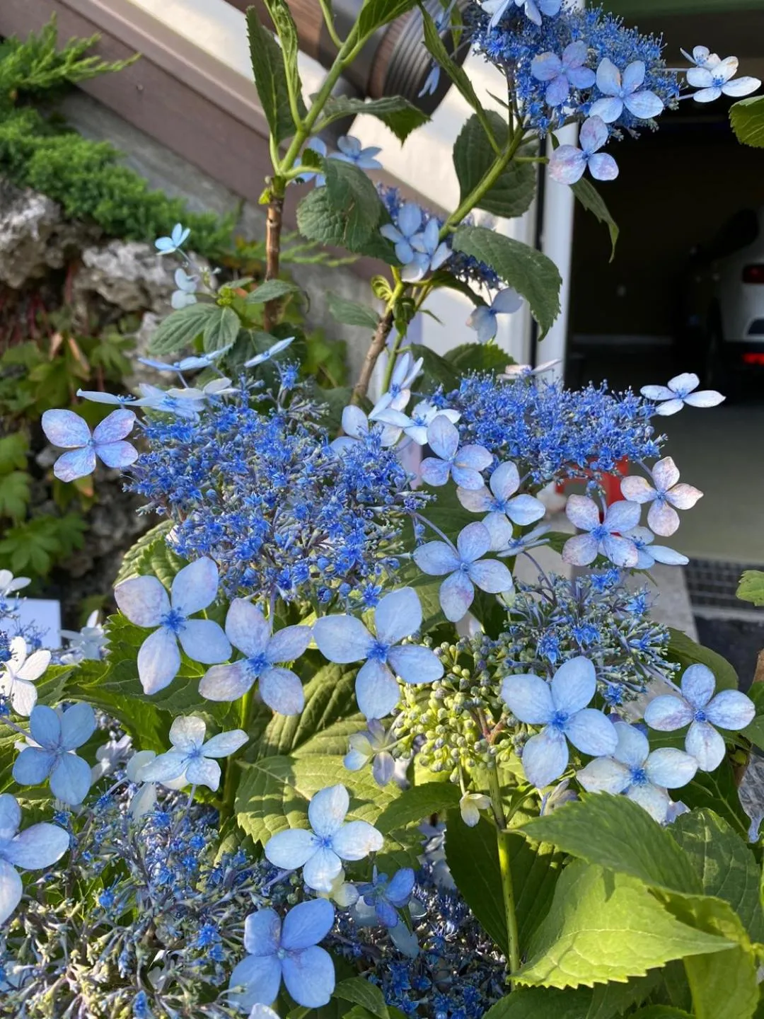 Garden in Pension Badawa