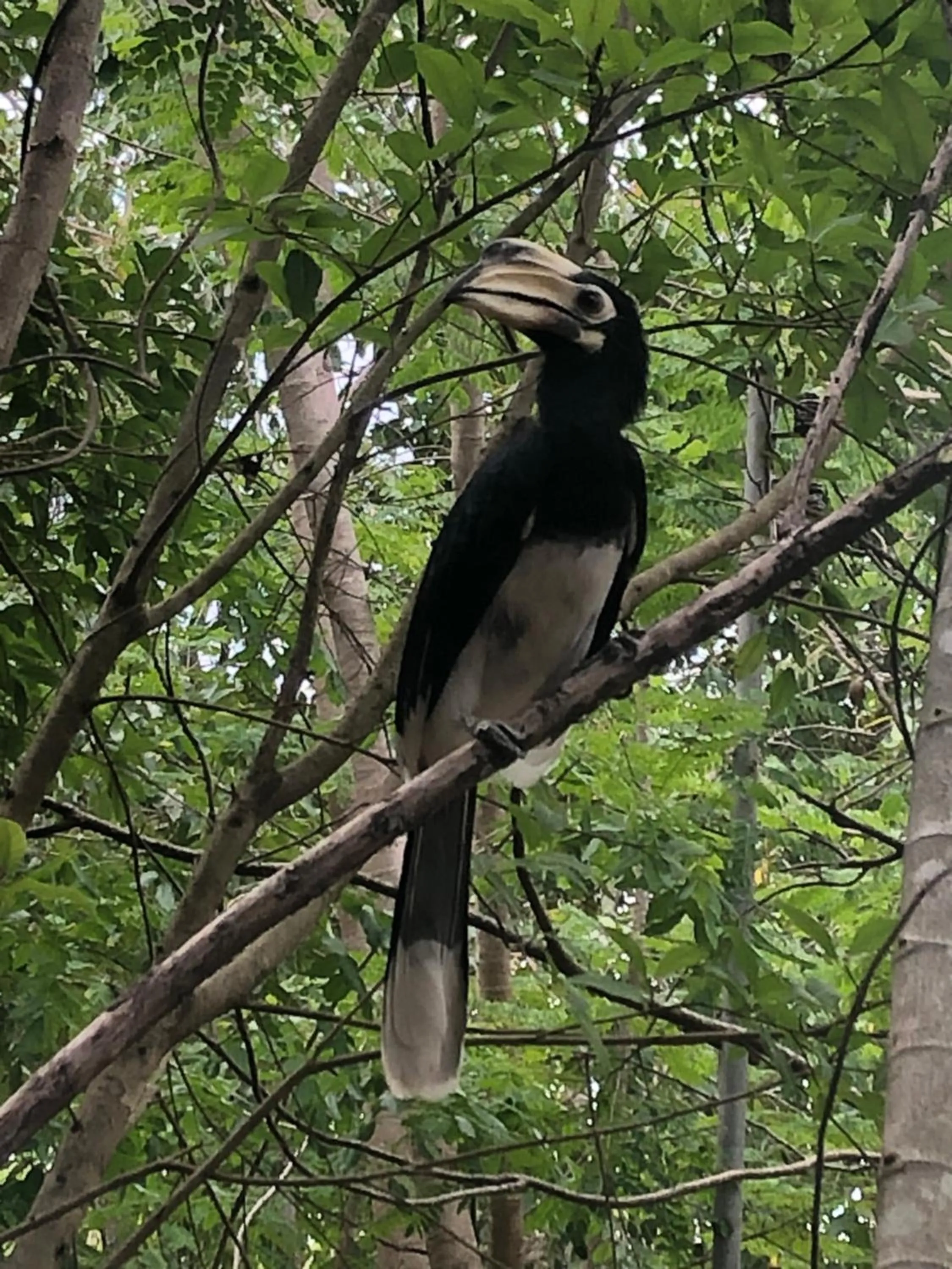 Animals in I love phants Lodge
