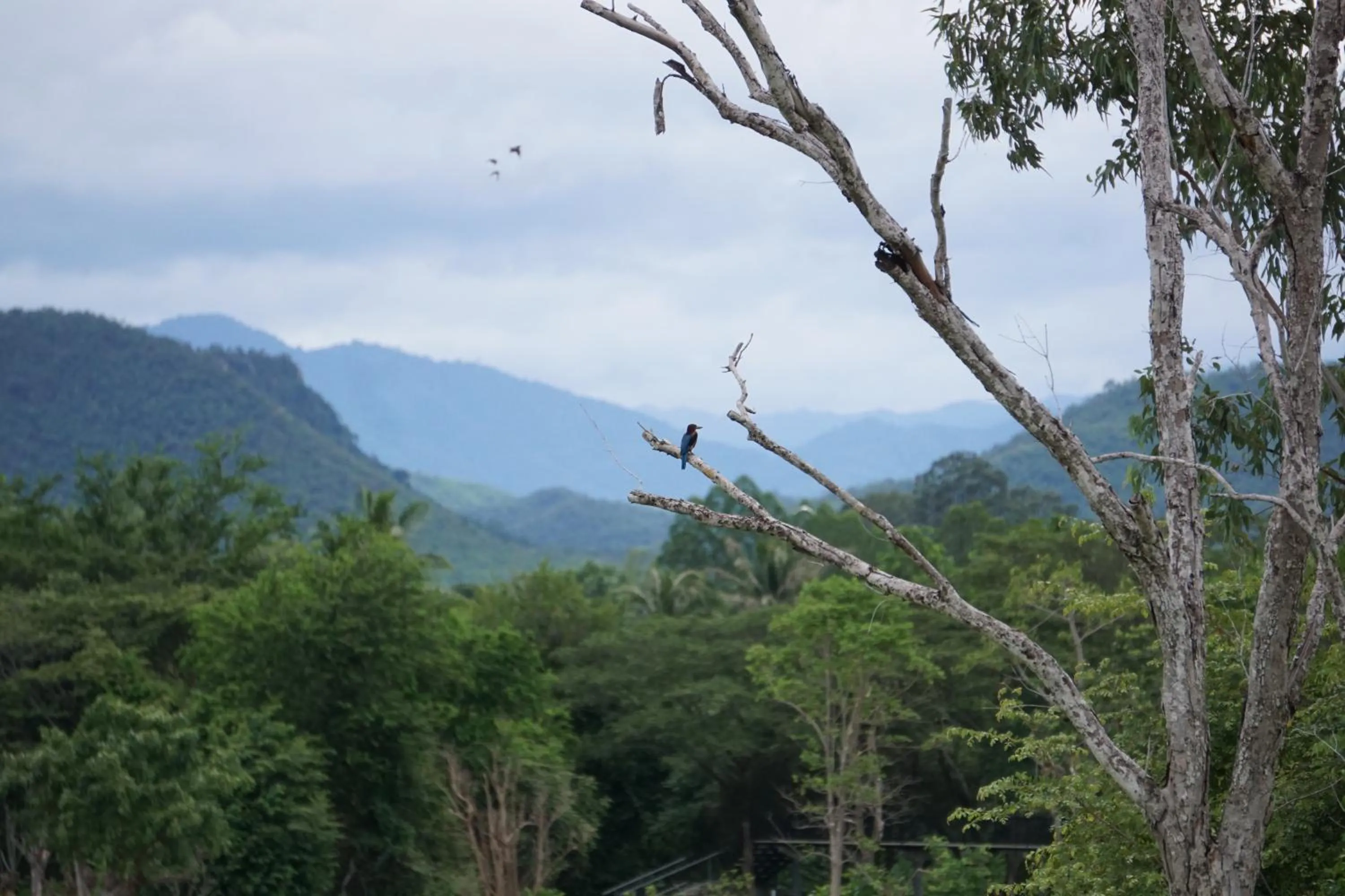 Animals in I love phants Lodge
