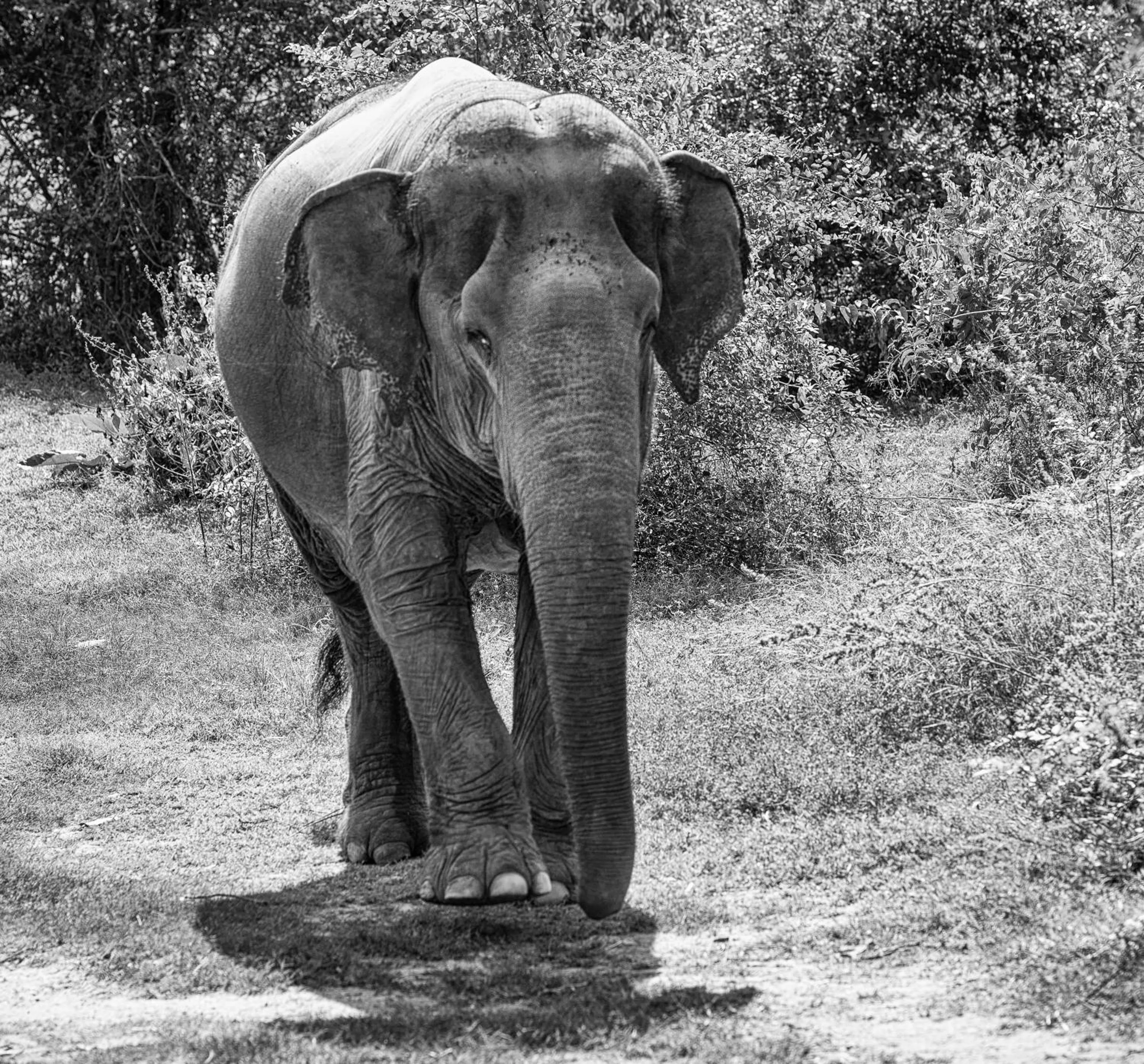 Animals in I love phants Lodge