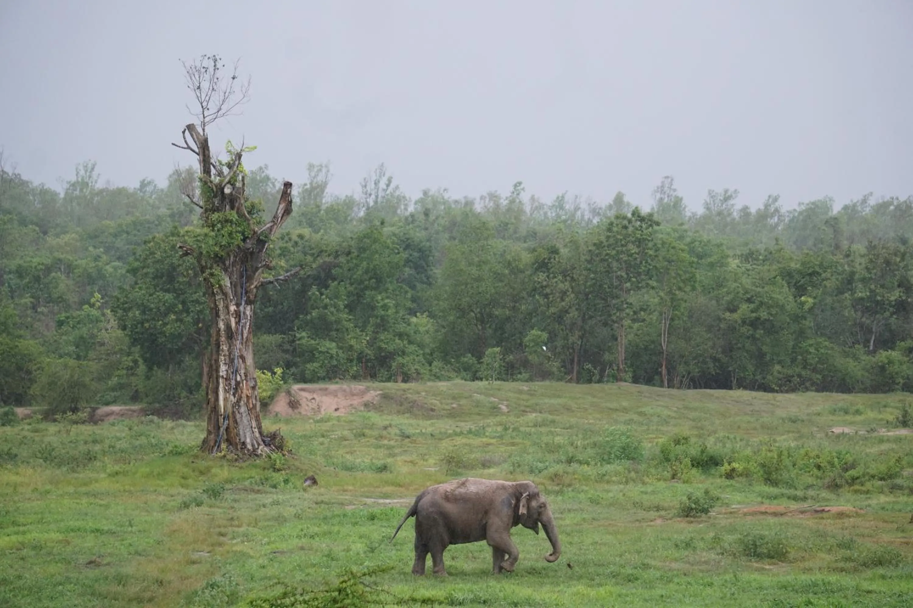 Animals in I love phants Lodge