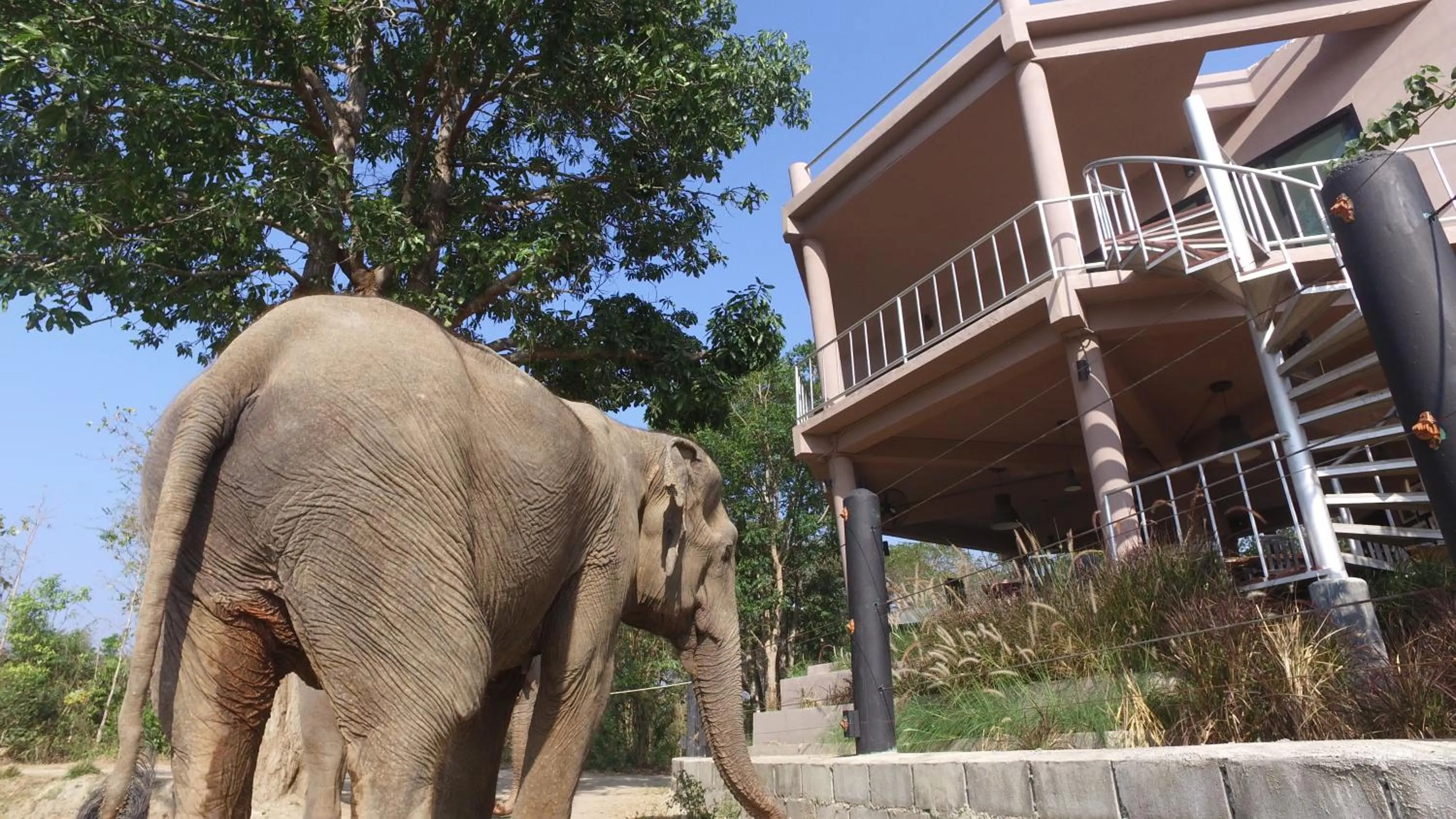 Balcony/Terrace in I love phants Lodge