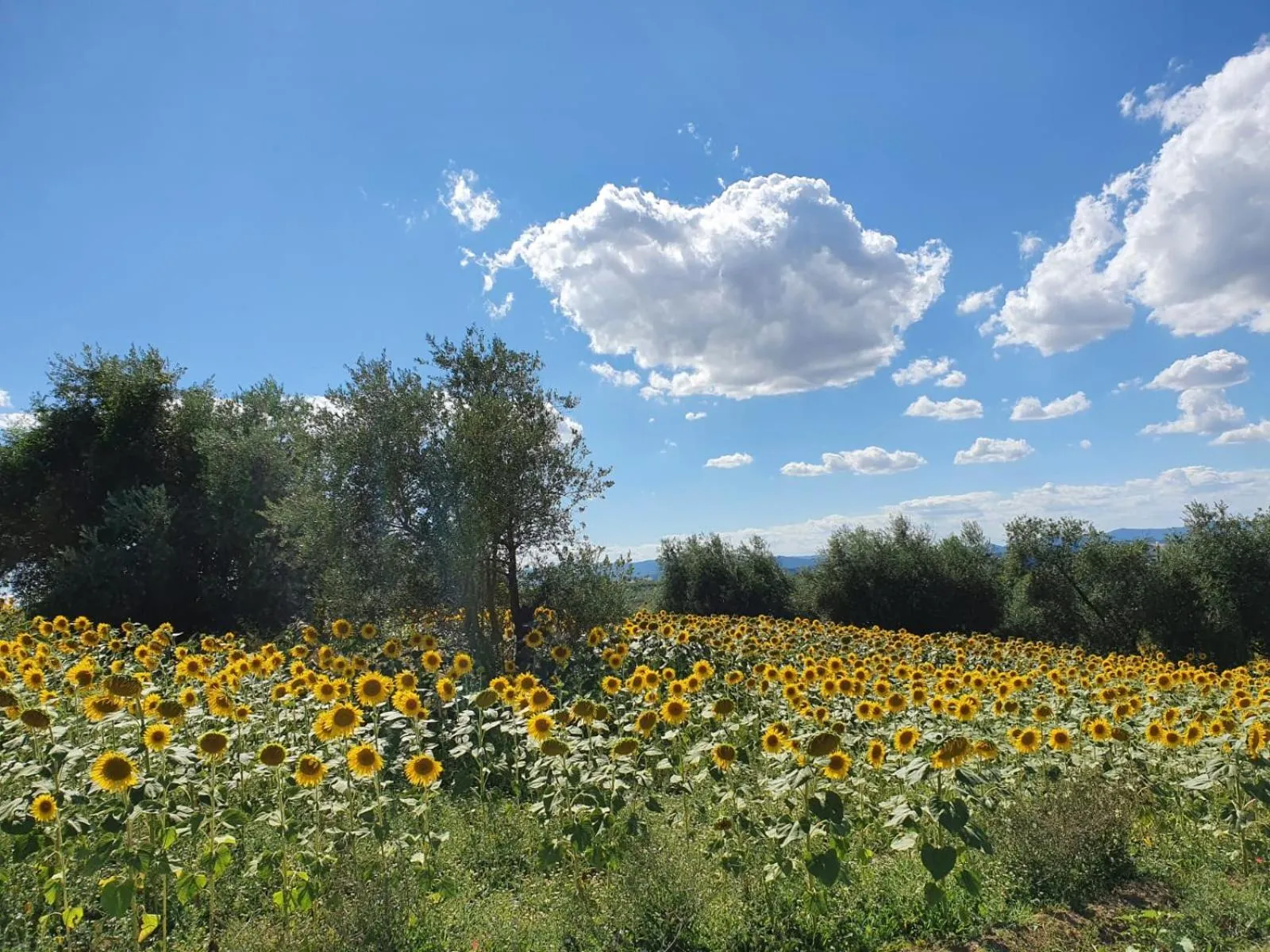 Natural landscape in La Collina