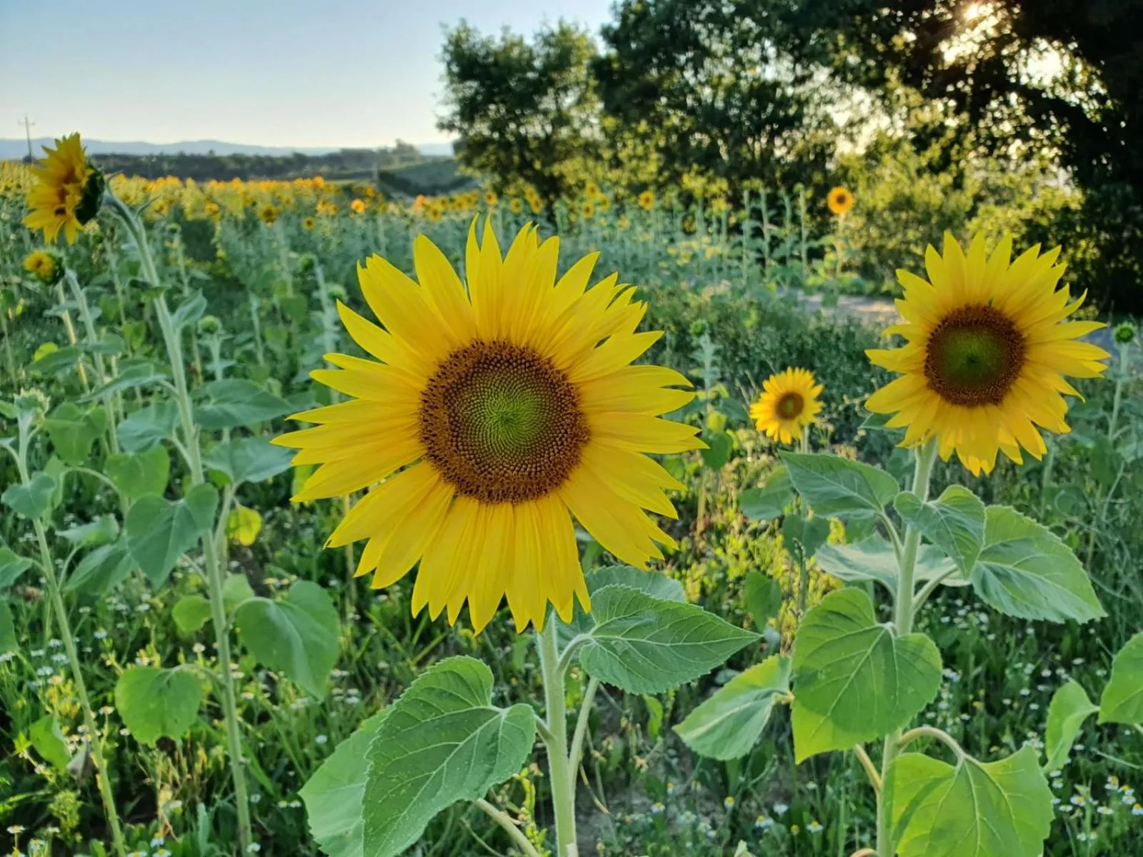 Garden in La Collina
