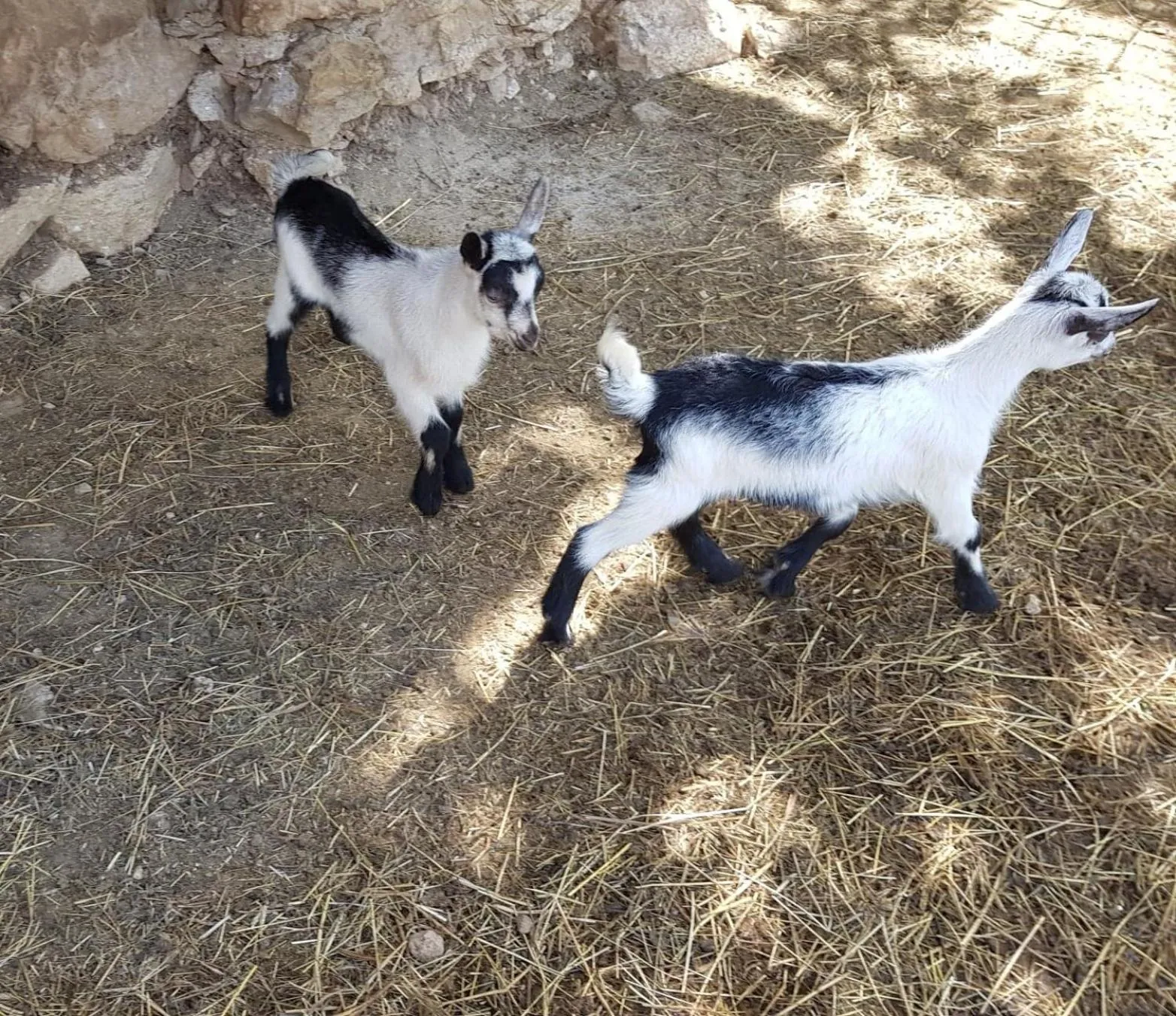 Animals in Appartamenti Camere Masi Brenta