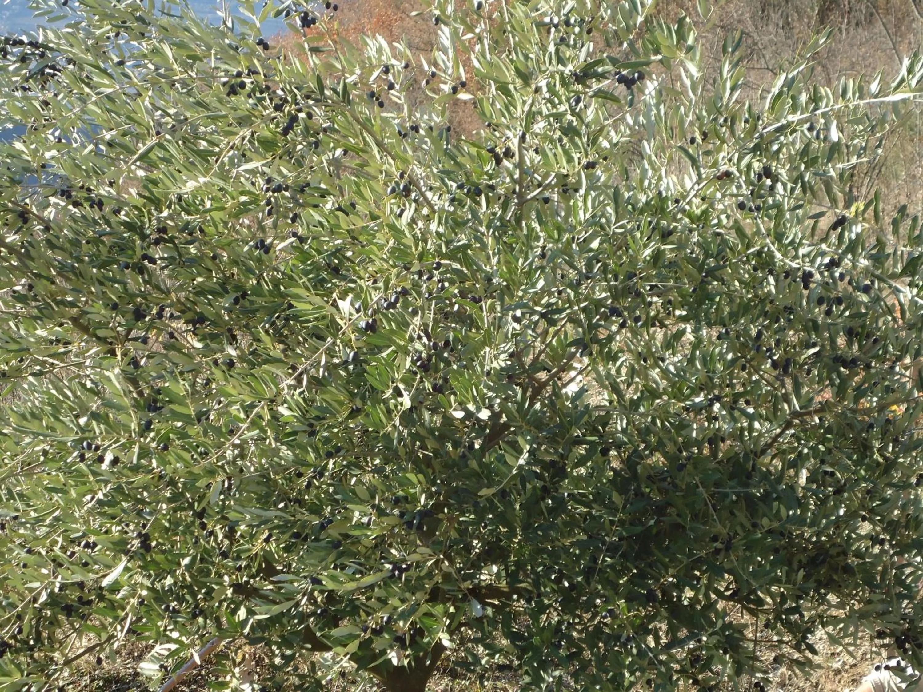 Garden in Appartamenti Camere Masi Brenta