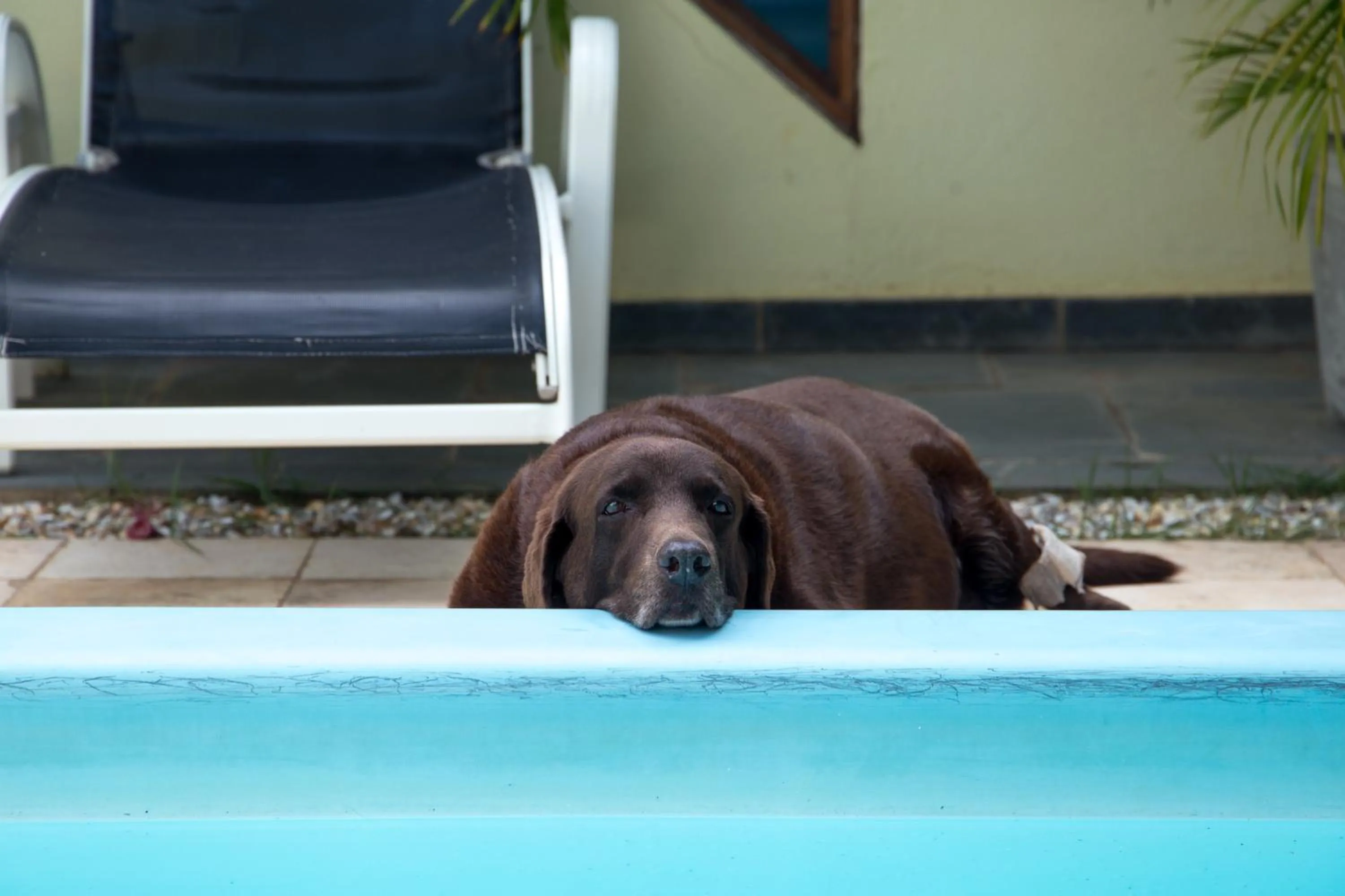 Pets in Hotel Pousada Arco Iris