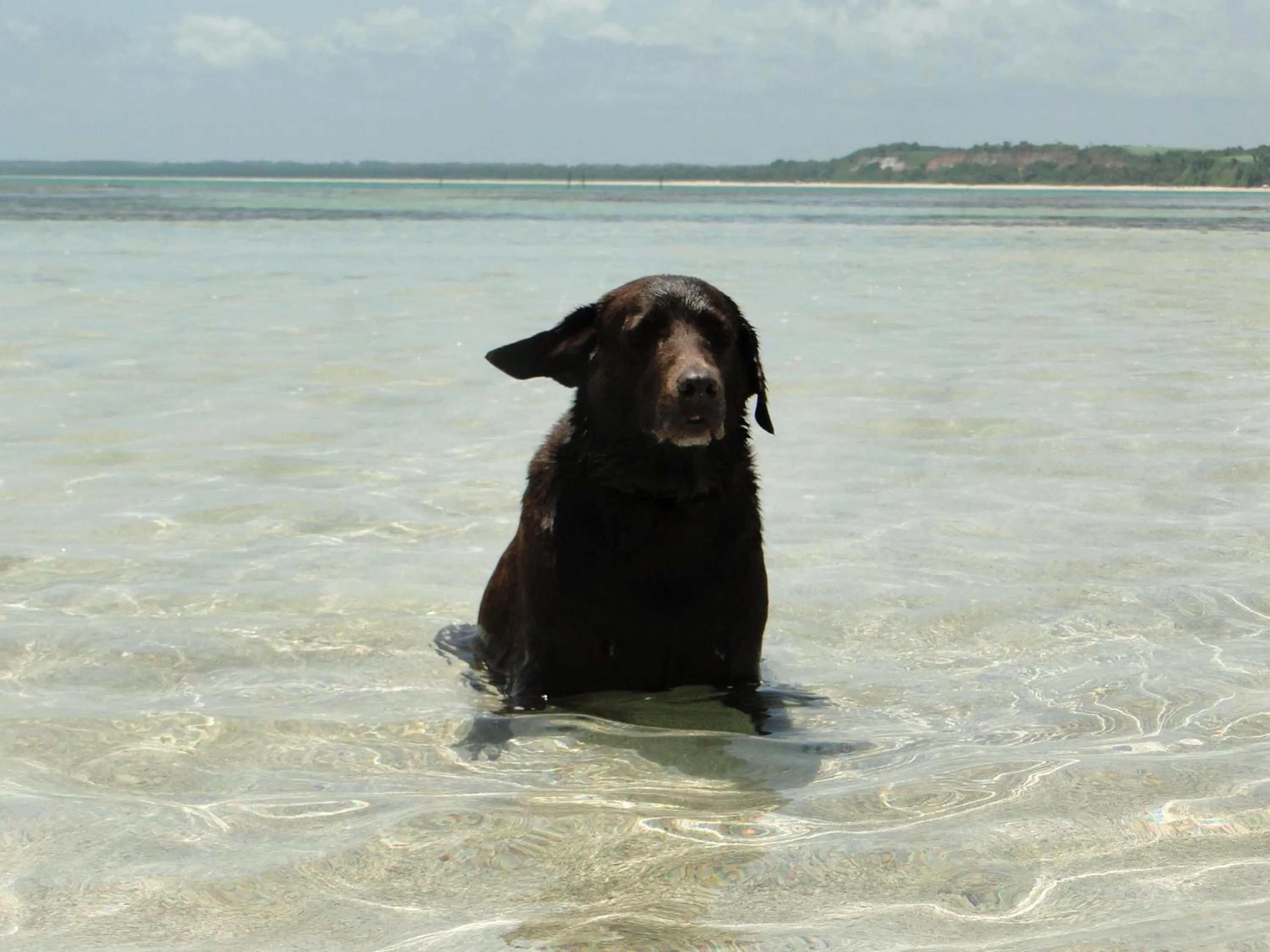 Pets in Hotel Pousada Arco Iris