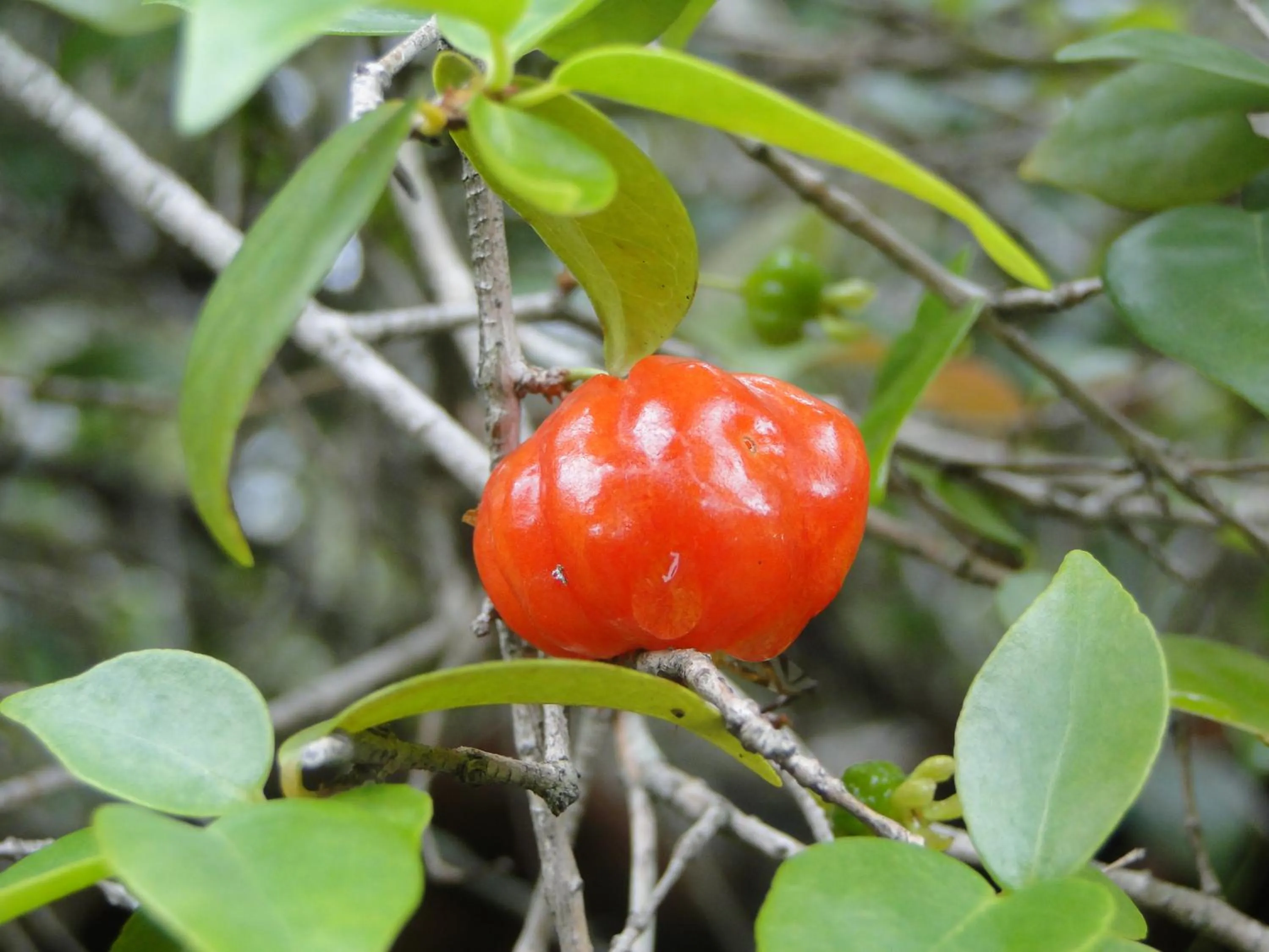 Buffet breakfast in Hotel Pousada Arco Iris