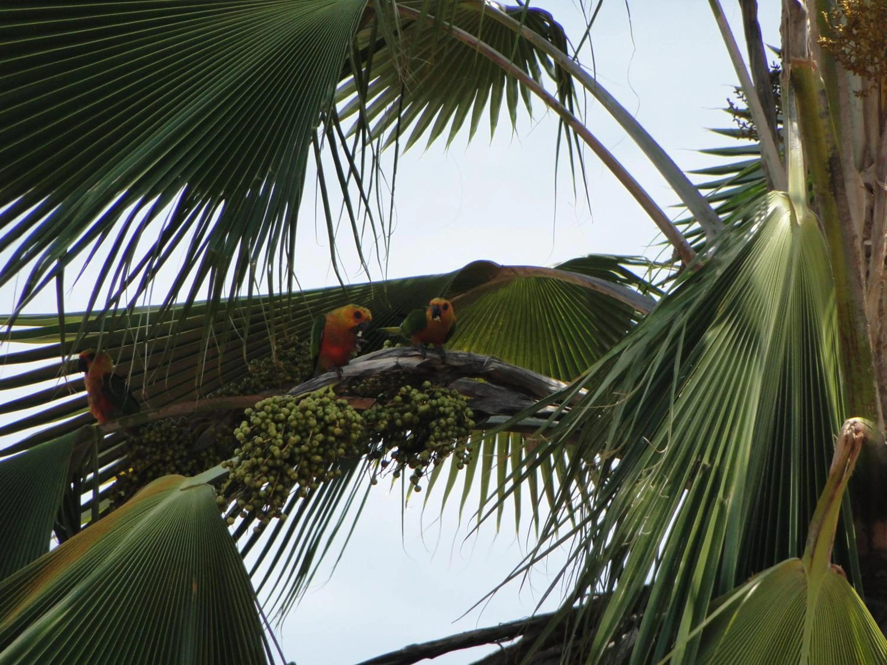 Animals in Hotel Pousada Arco Iris