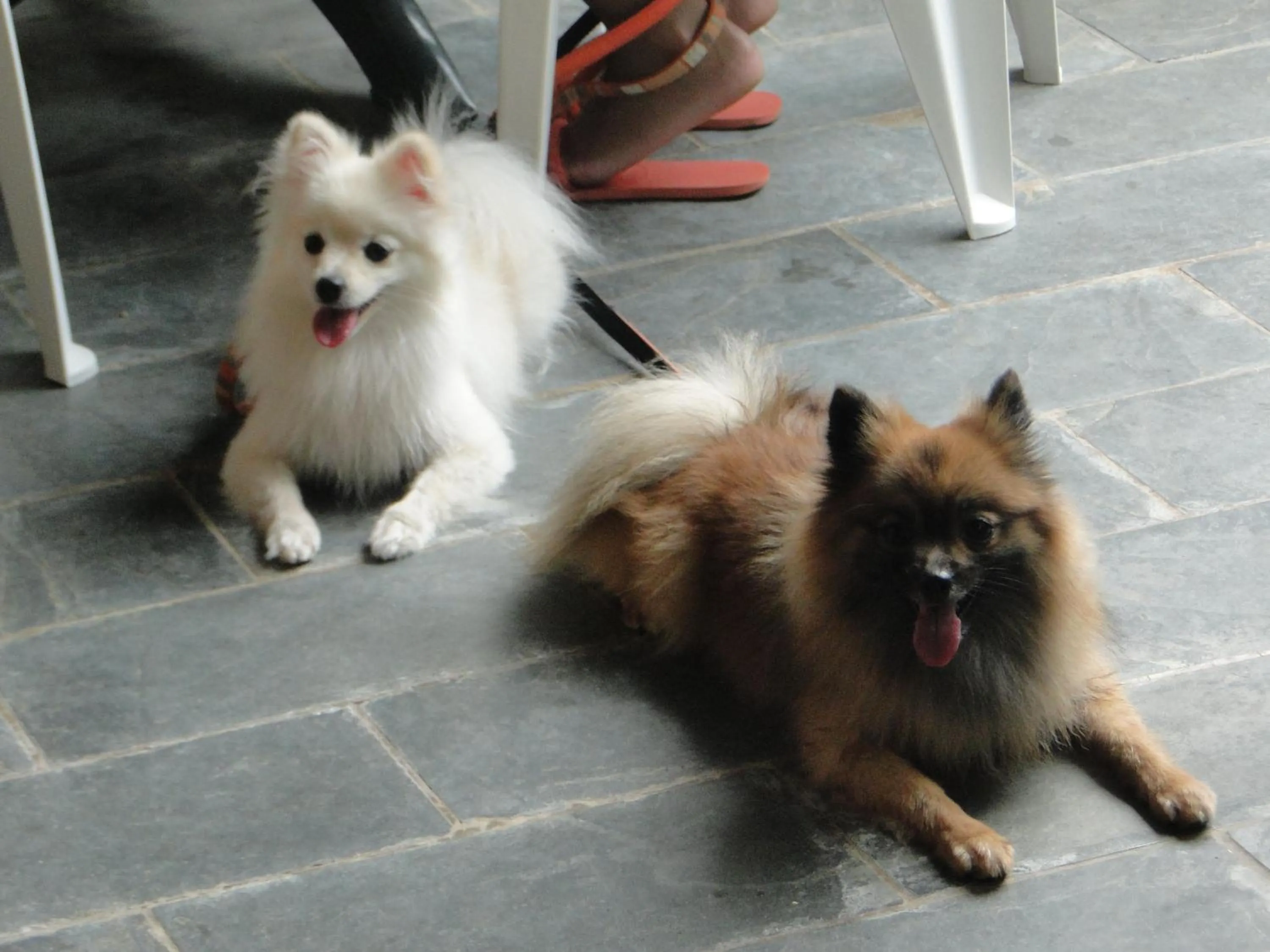 Pets in Hotel Pousada Arco Iris