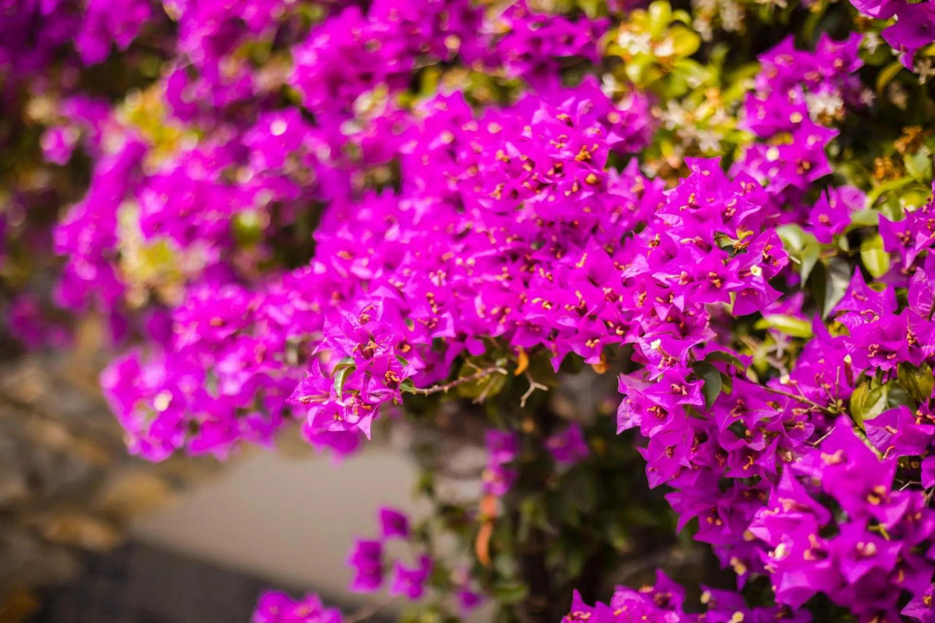 Natural landscape in TH Praia - Borgo di Fiuzzi Resort & SPA