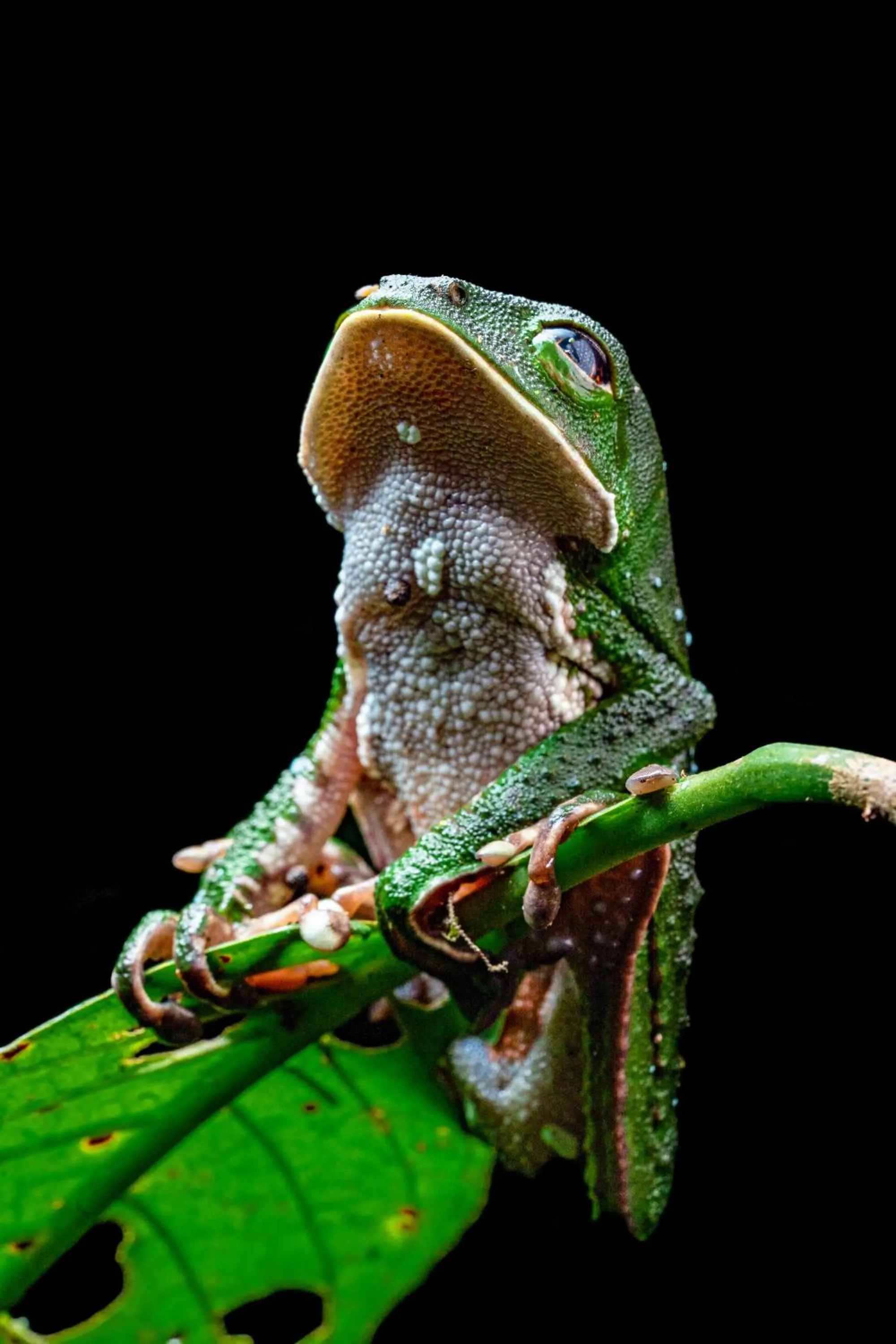 Night in Hamadryade Lodge