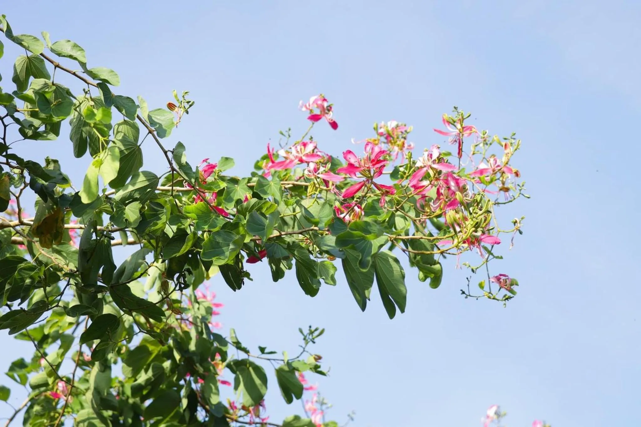 Garden in Evergreen Koh Chang Resort
