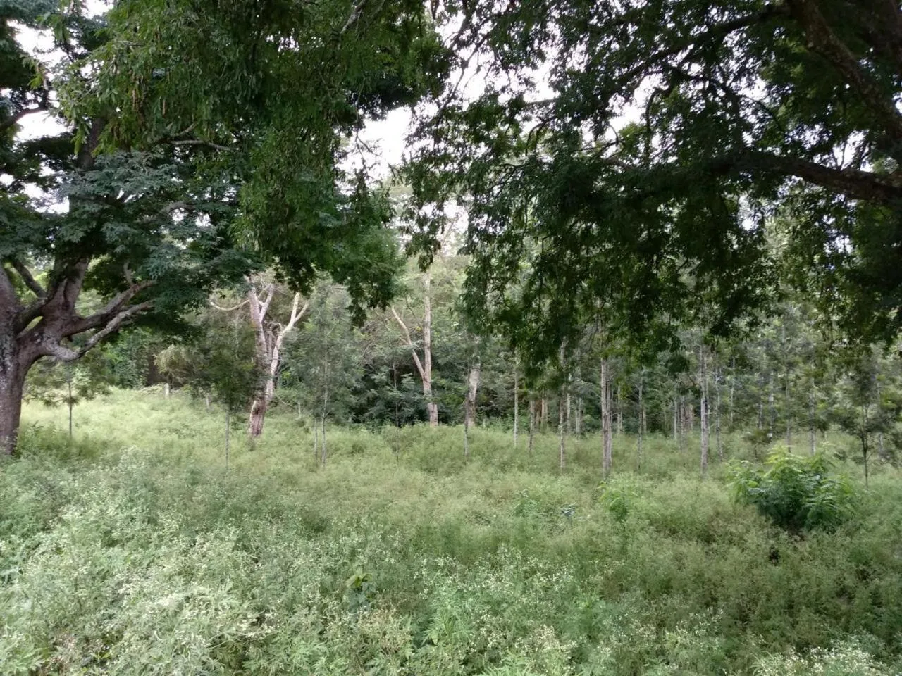 Property building in Singaras Coffee Country