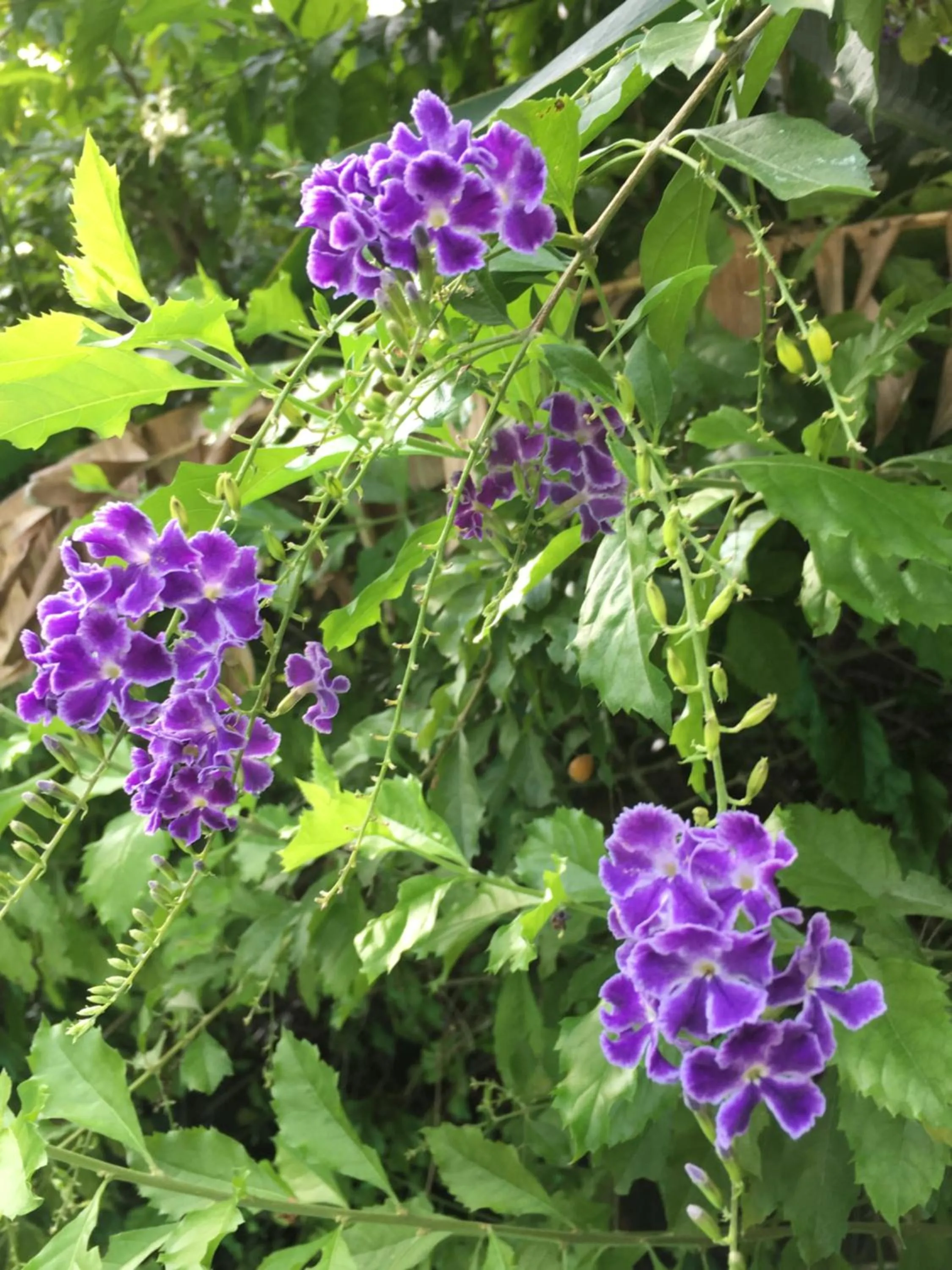 Garden in Le Chalet dAZAE