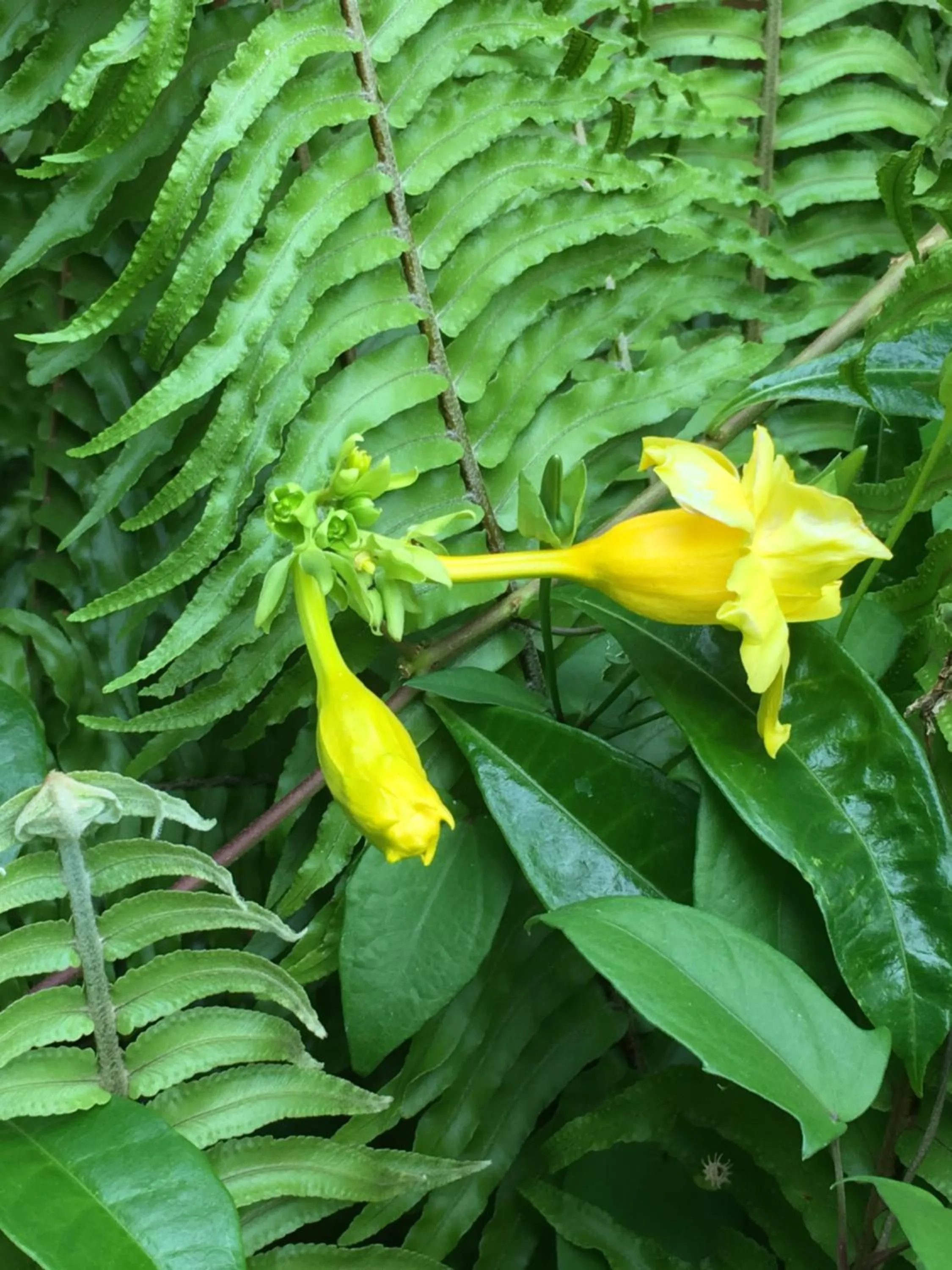 Garden in Le Chalet dAZAE