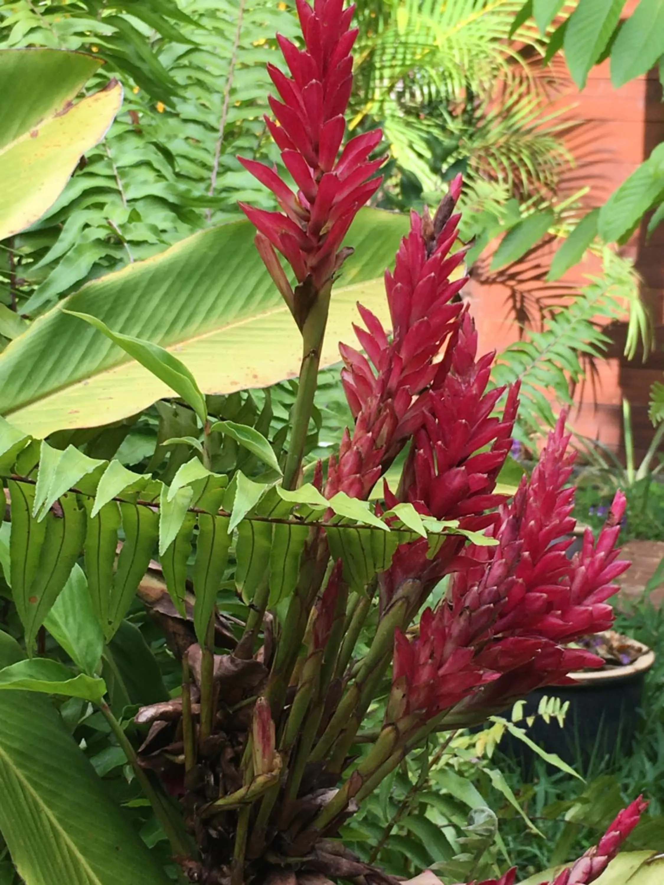 Garden in Le Chalet dAZAE