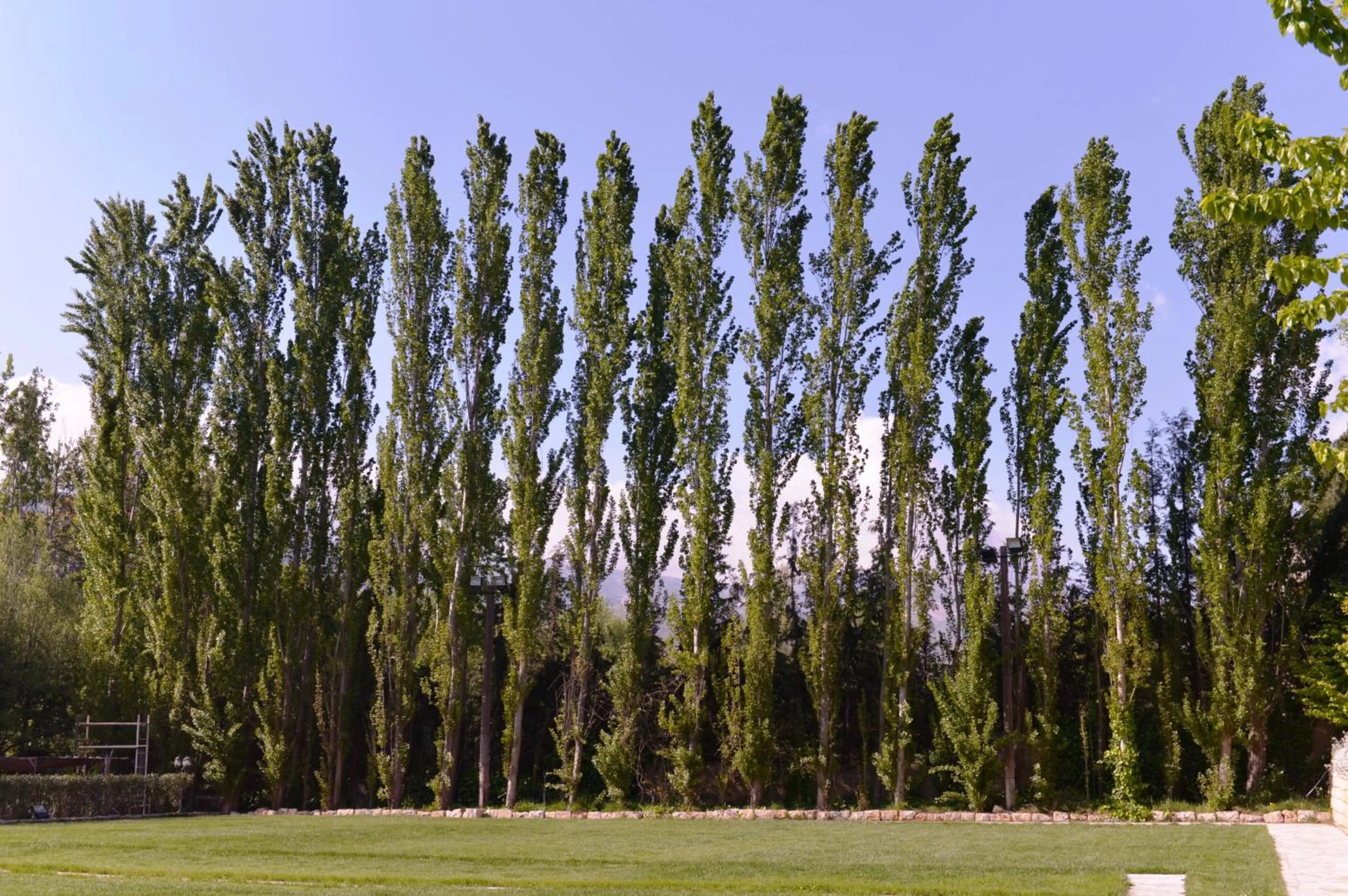 Garden in Massabki Hotel