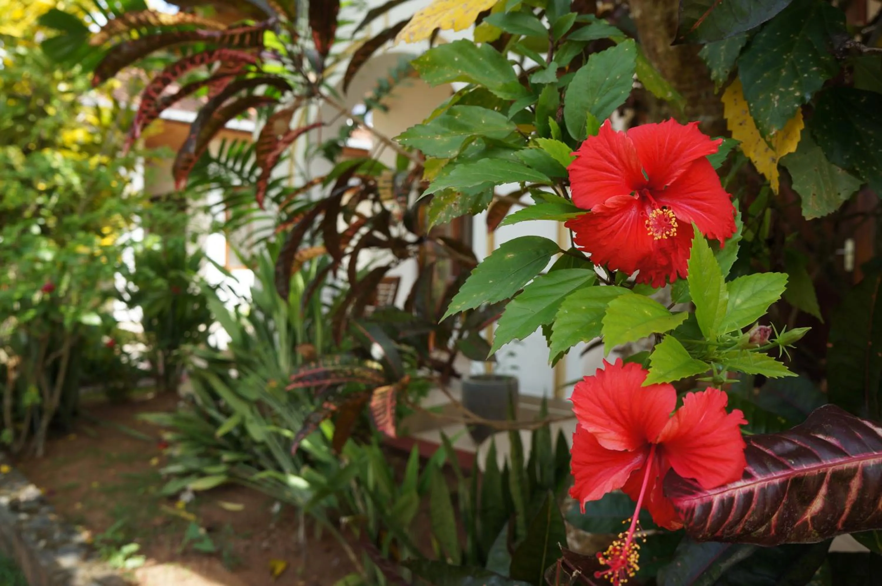 Garden view in Tandem Guesthouse