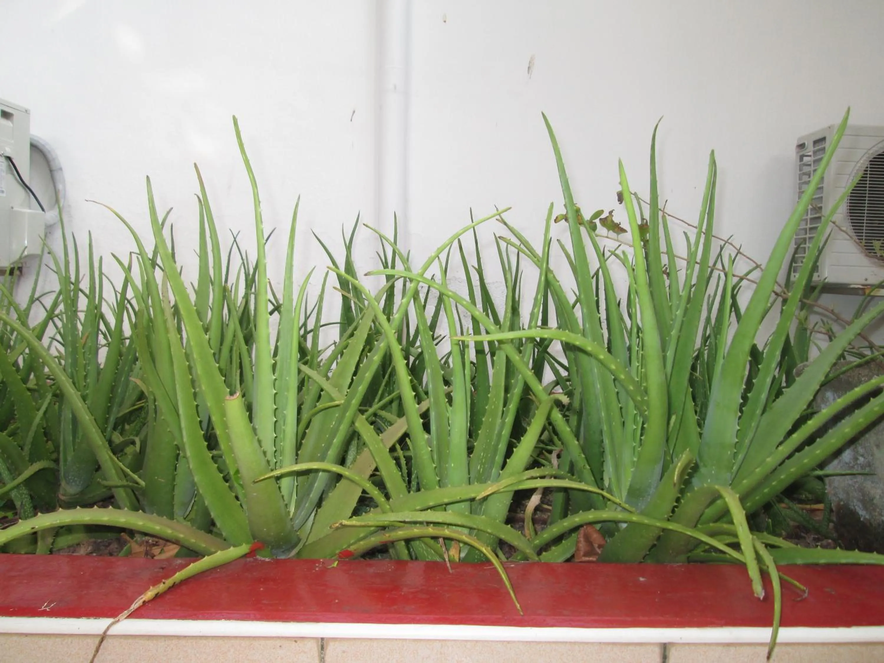 Garden in Tandem Guesthouse
