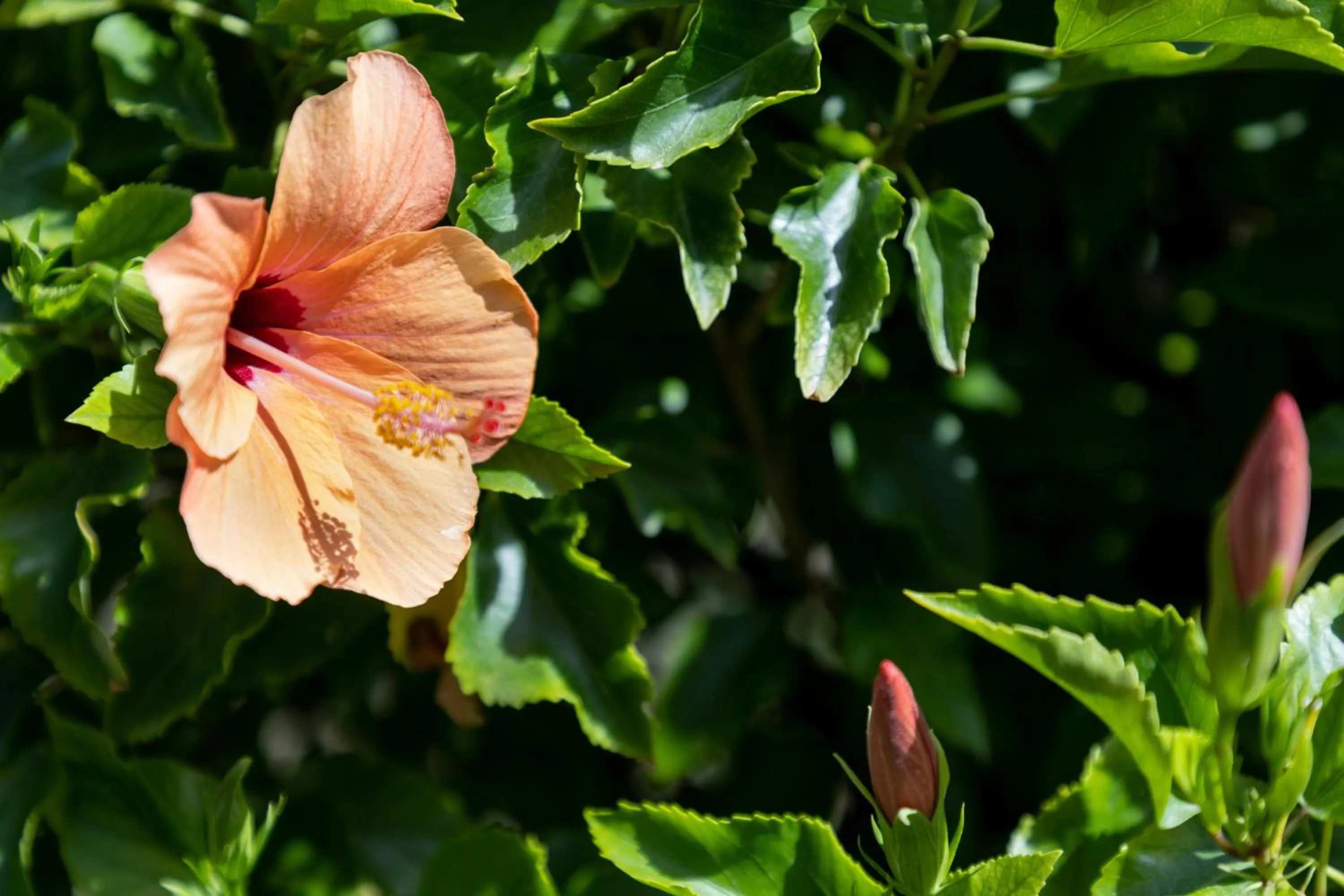 Garden in Eco Village Baia Delle Ginestre