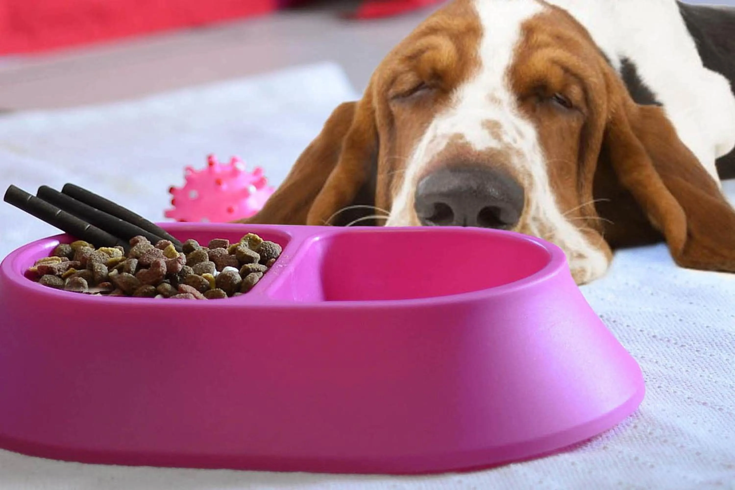 Pets in Vecchio Treno guest house