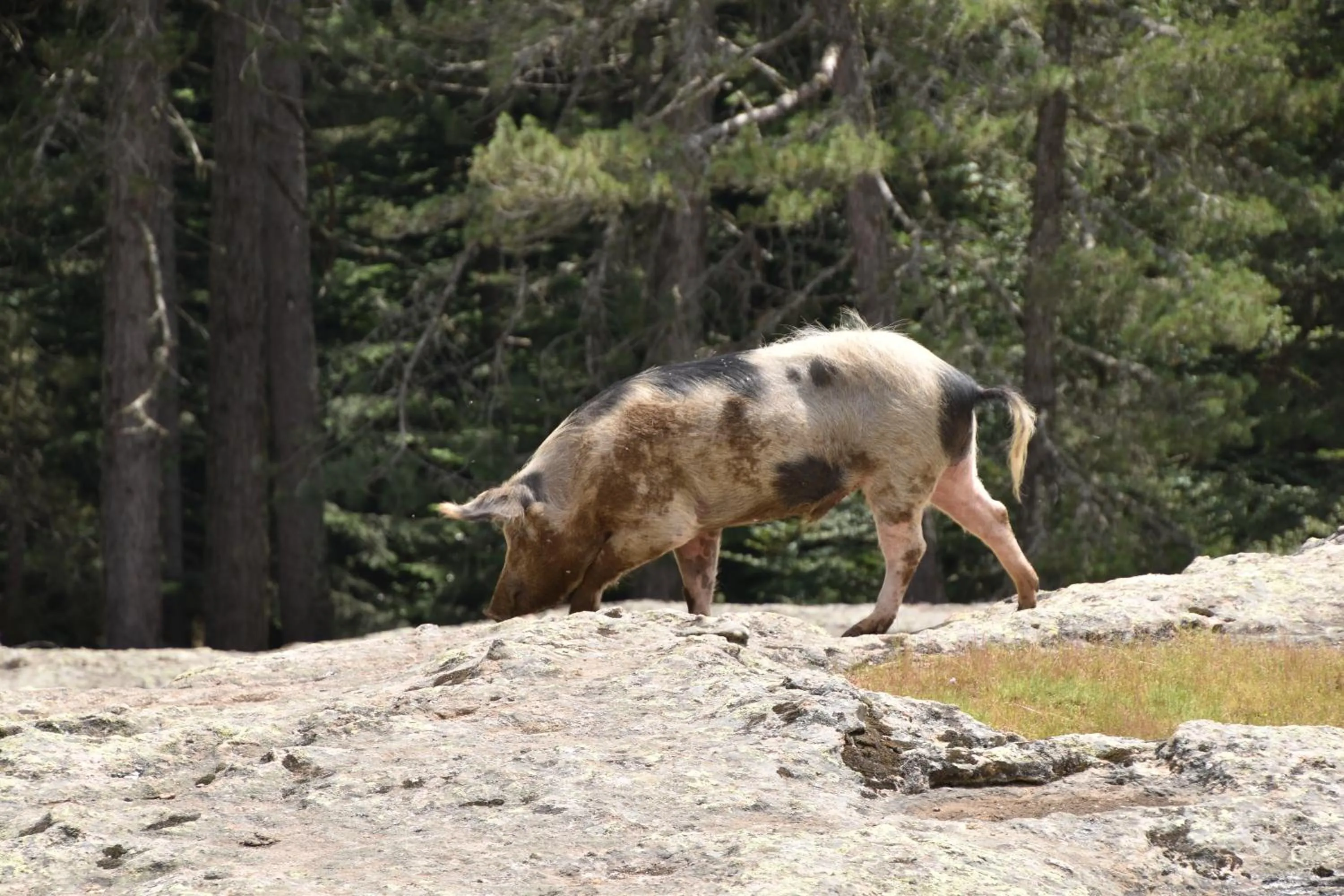 Animals in Funtana a l'Ora