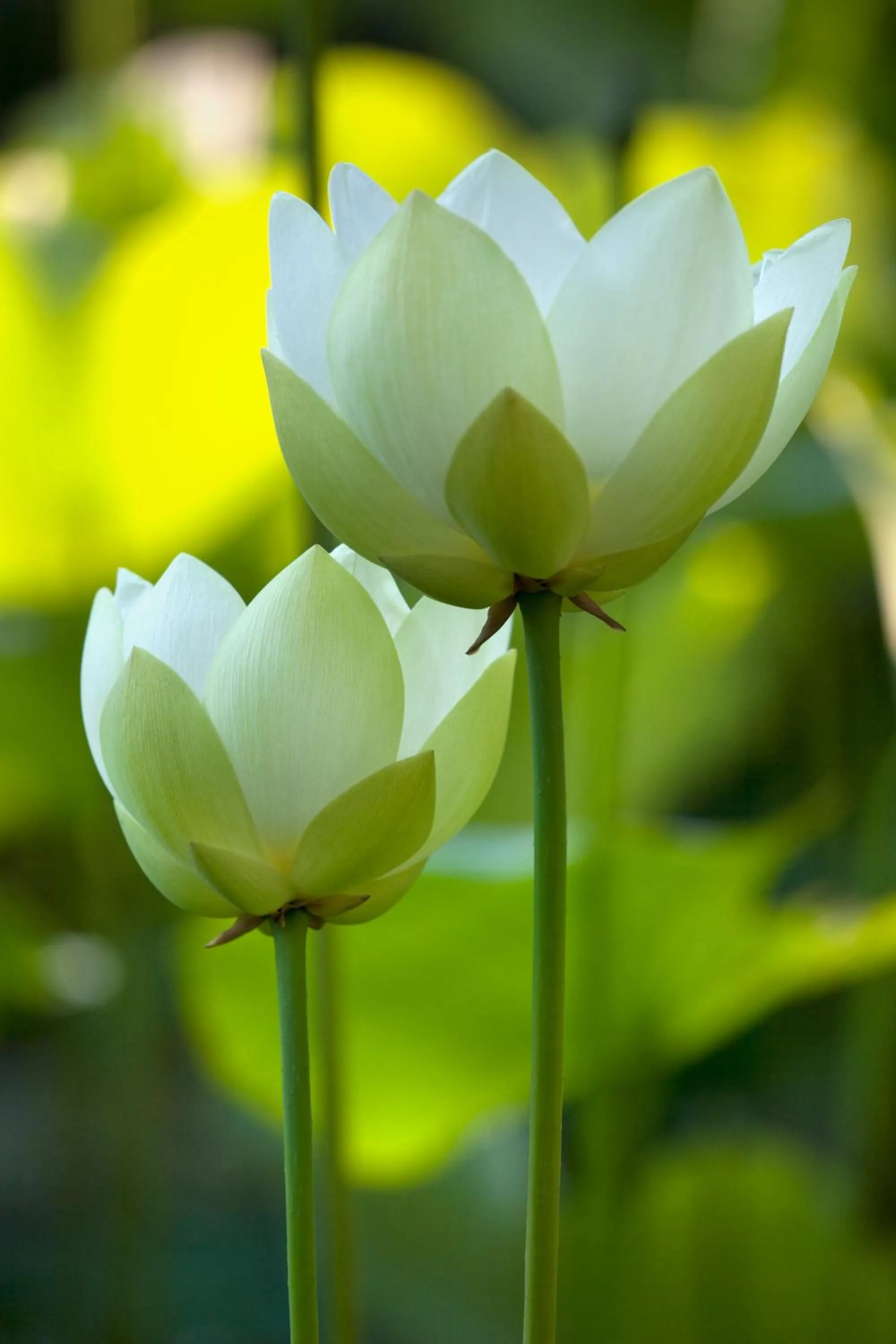 Garden in Villa della Pergola Relais et Chateaux