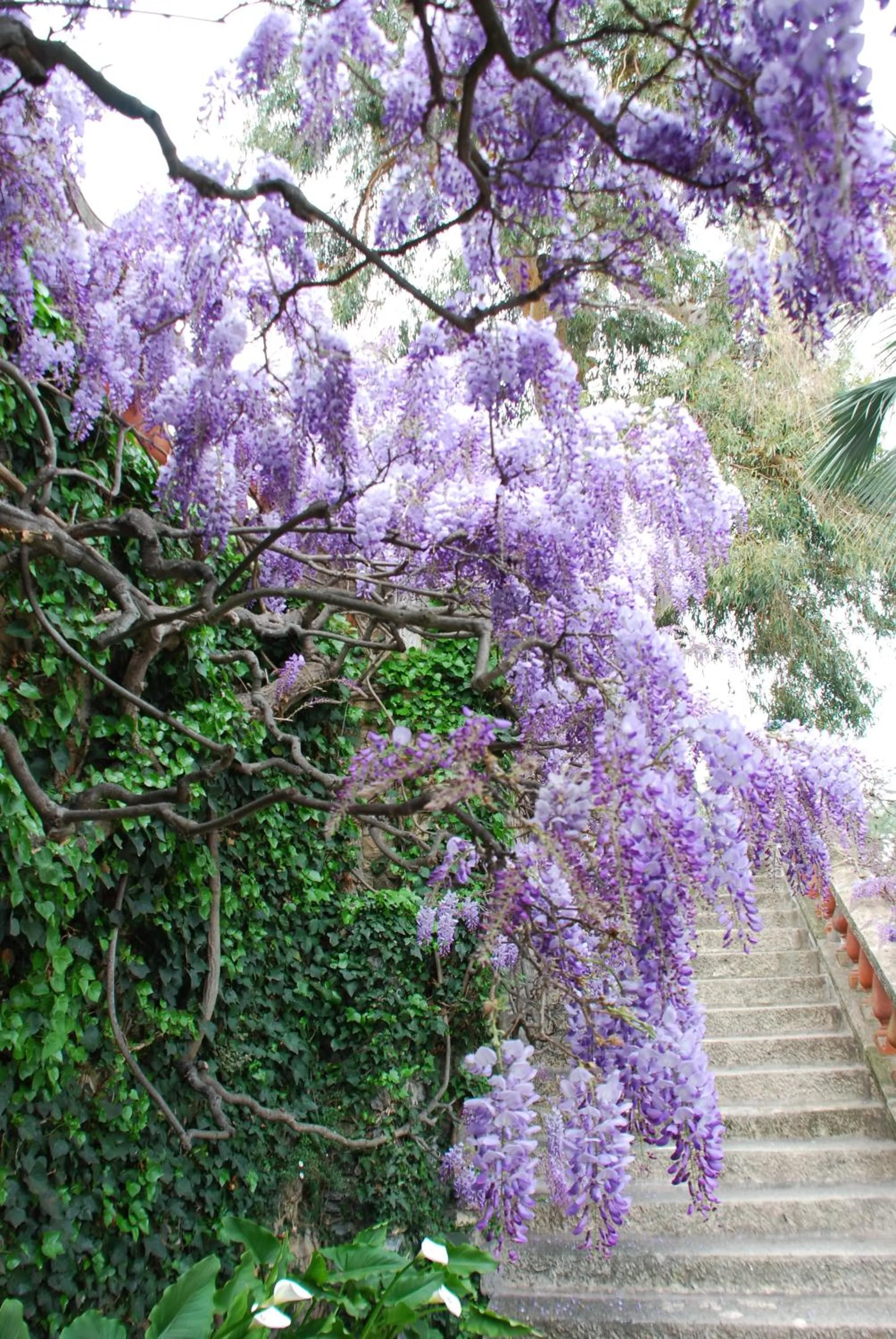 Garden in Villa della Pergola Relais et Chateaux