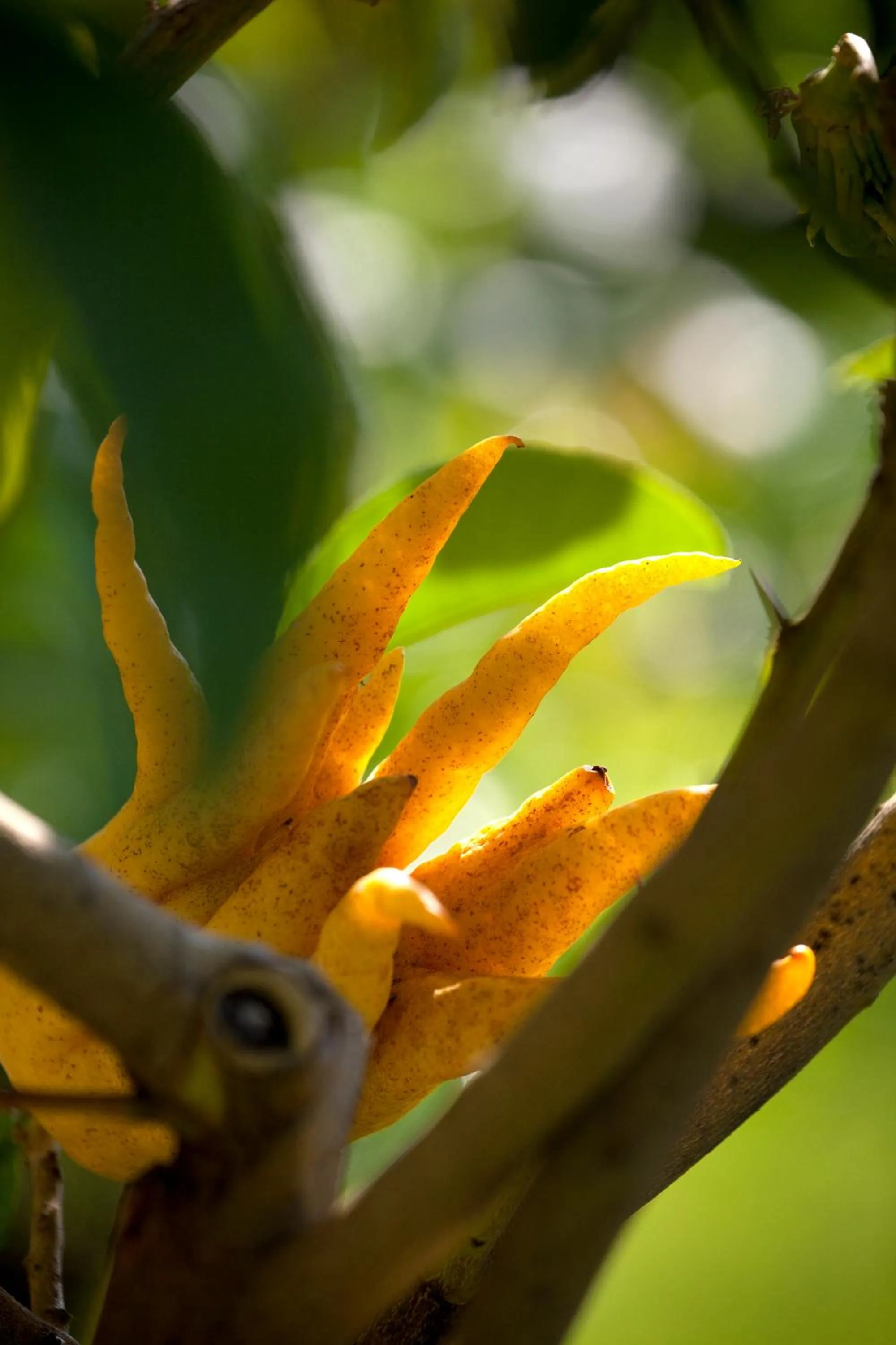 Garden in Villa della Pergola Relais et Chateaux