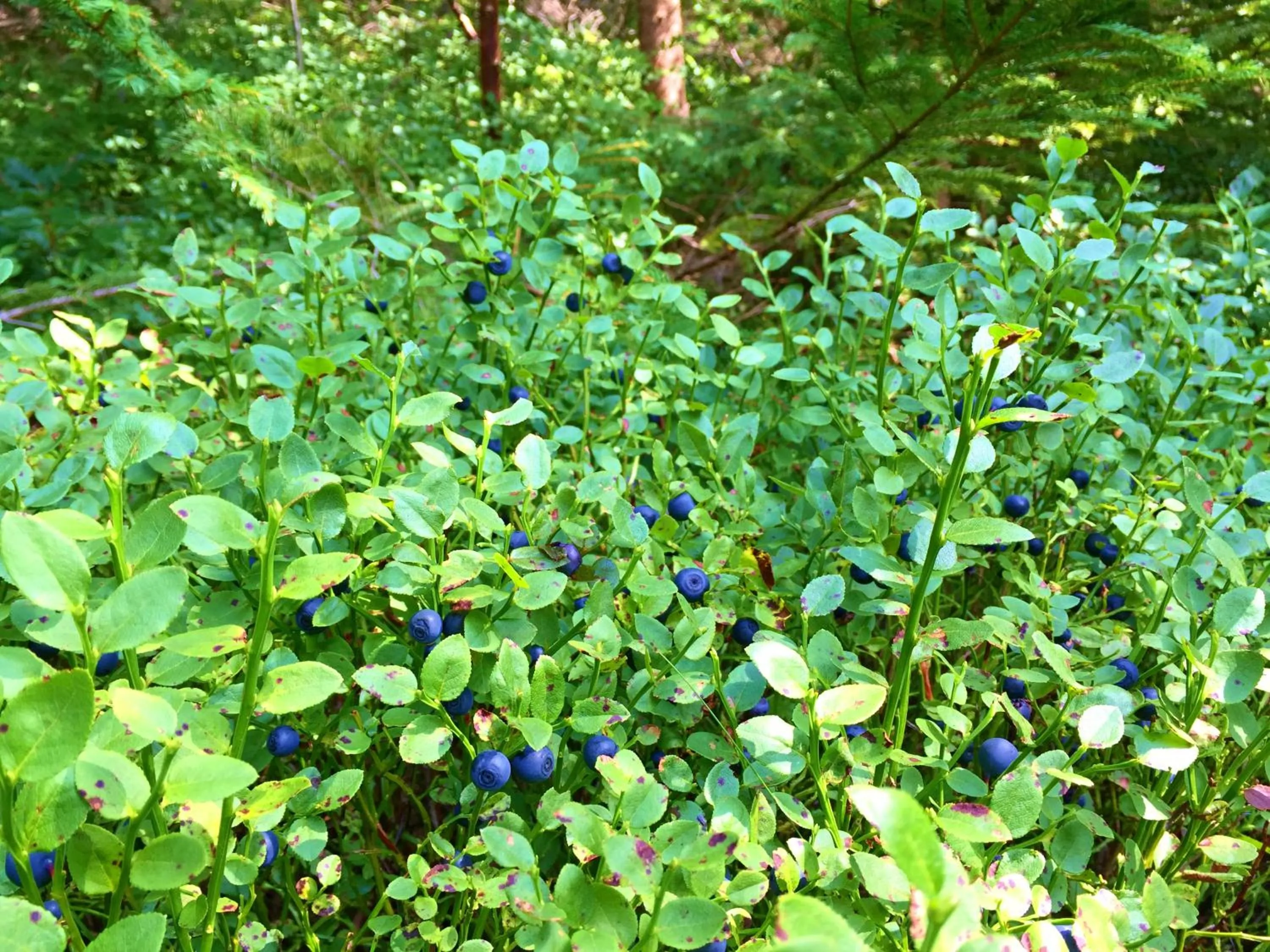Entertainment in Apart Hotel Jablonec