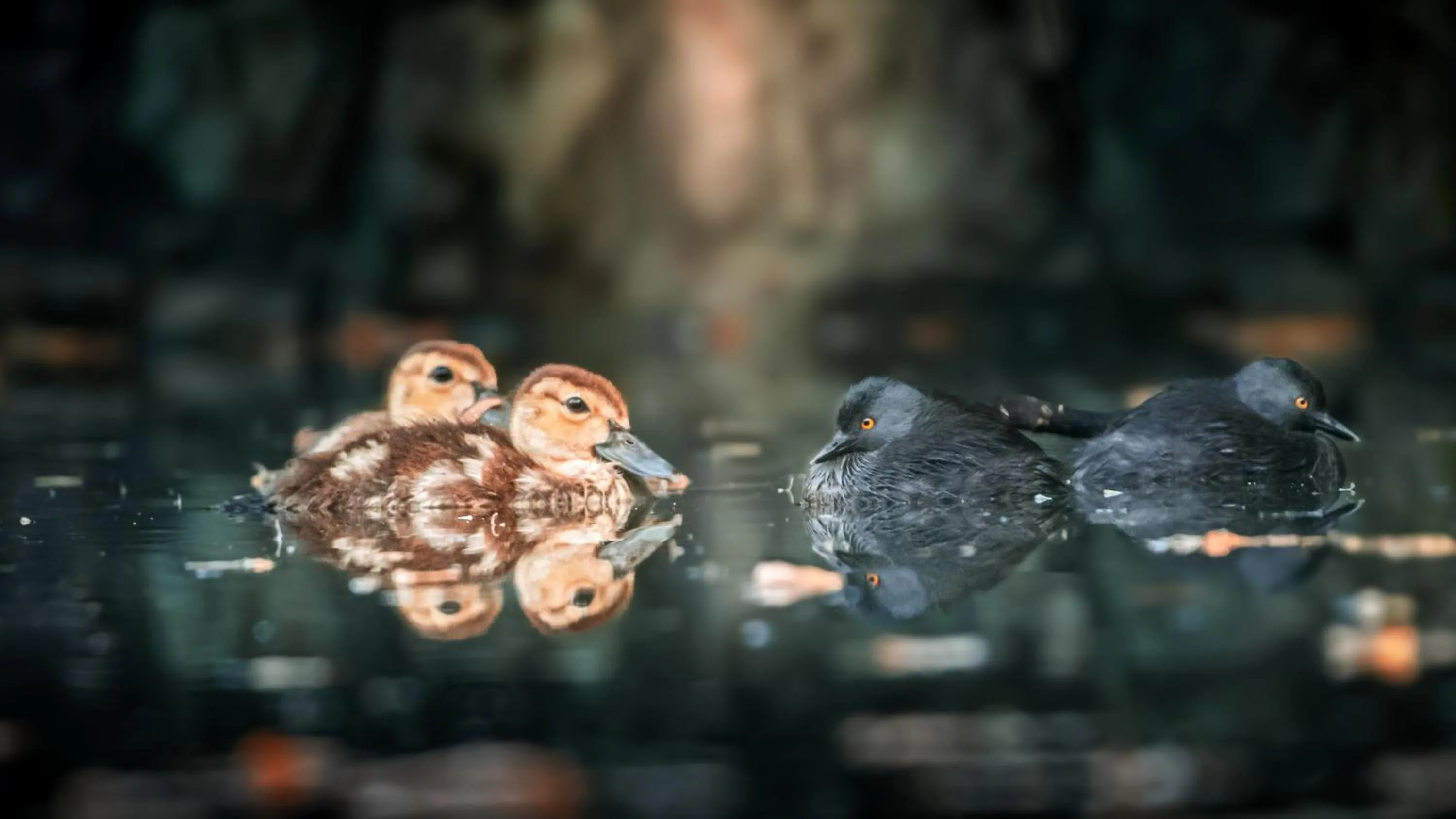 Lake view in Chan-Kah Resort Village