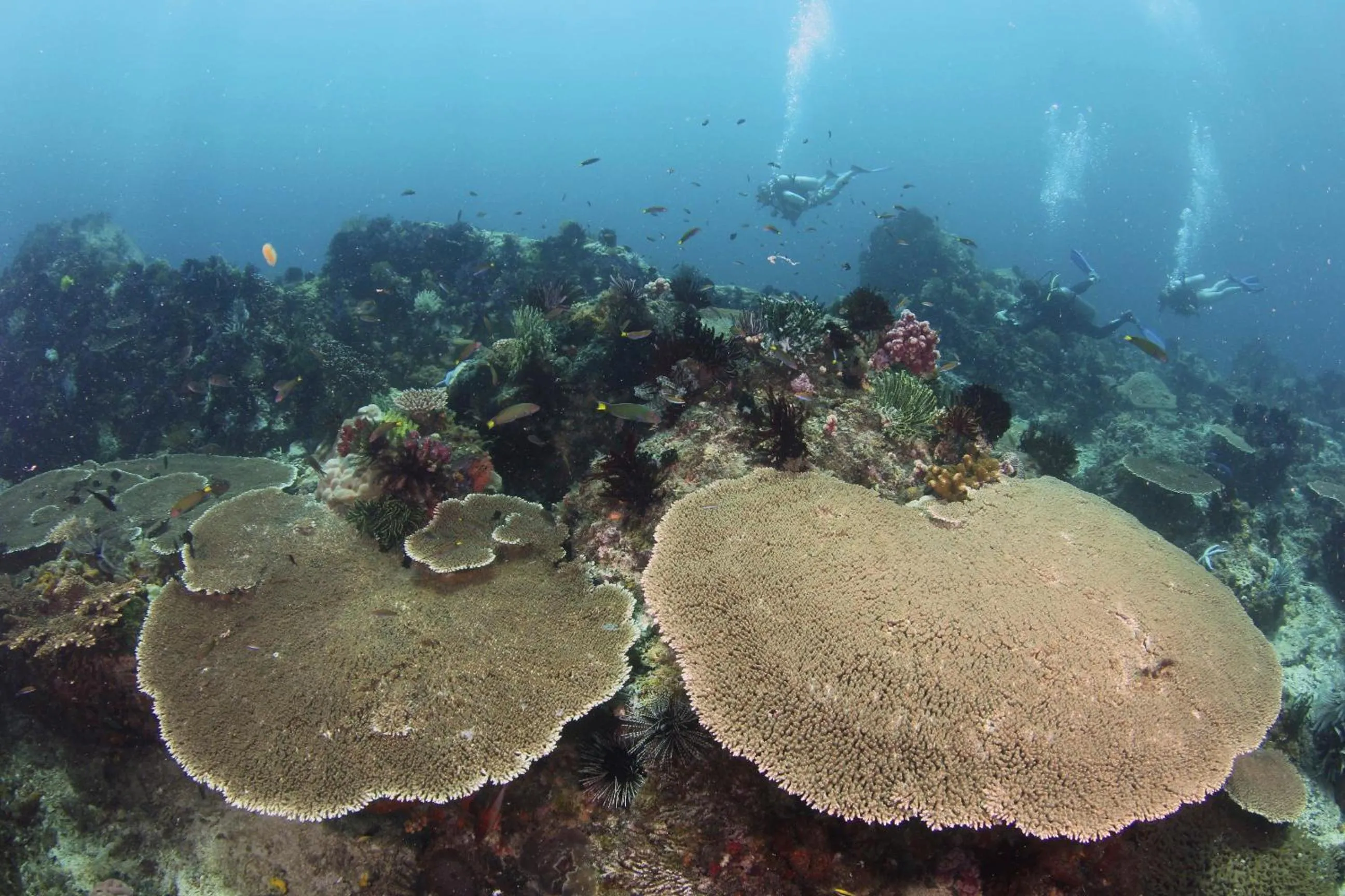 Diving in Bigfin beach resort