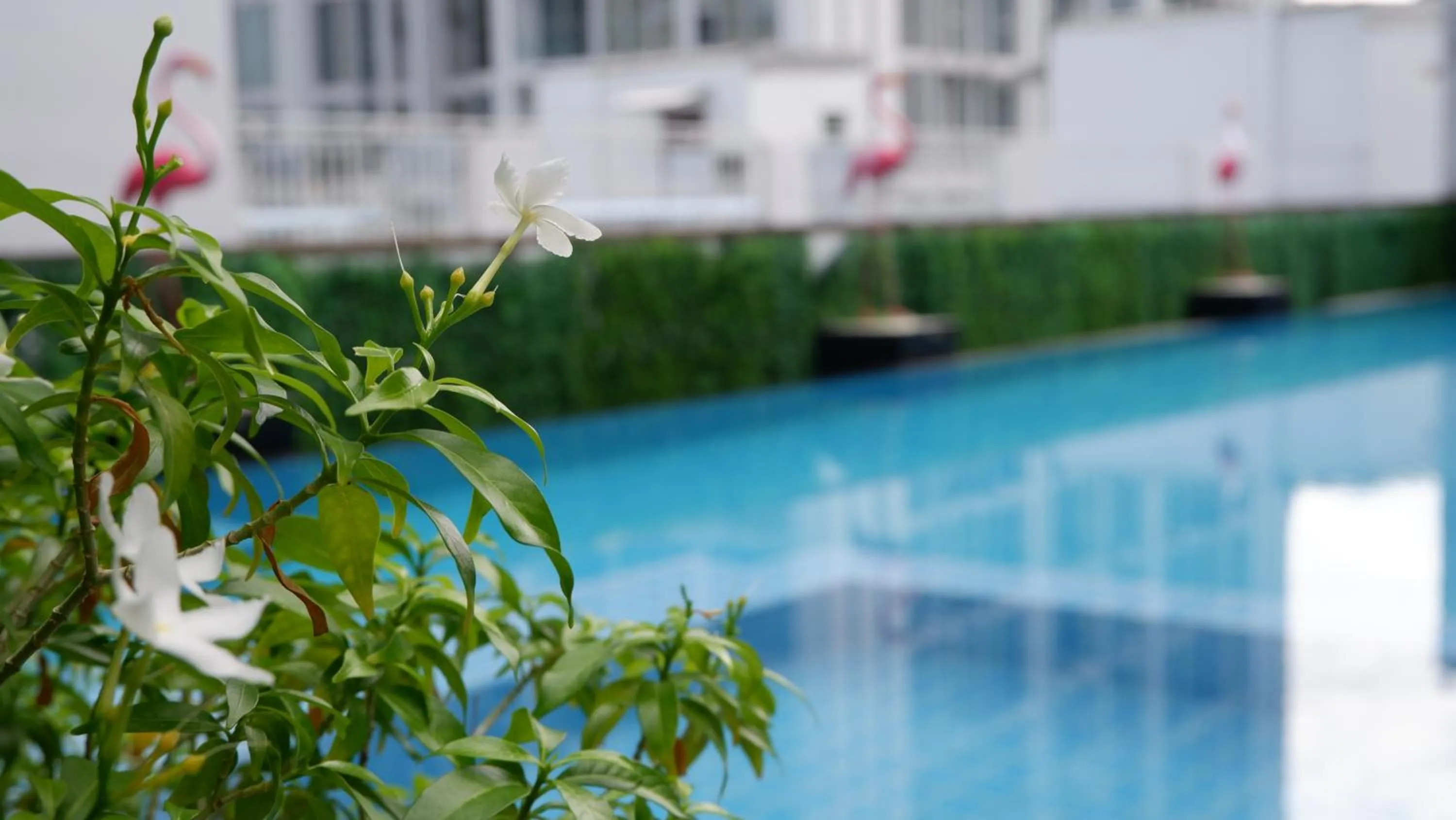 Swimming pool in 18 Residence