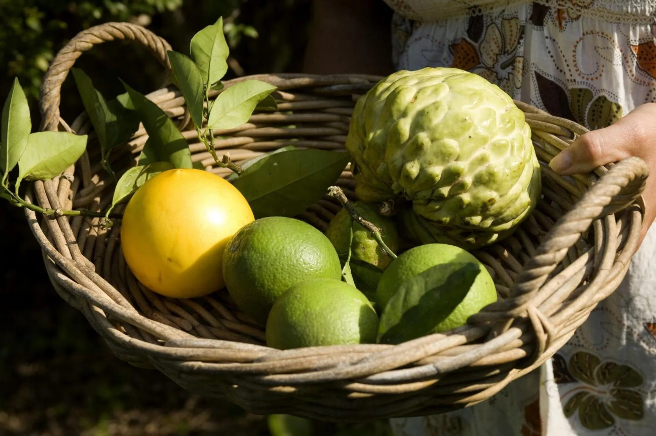Glass House Mountains Ecolodge