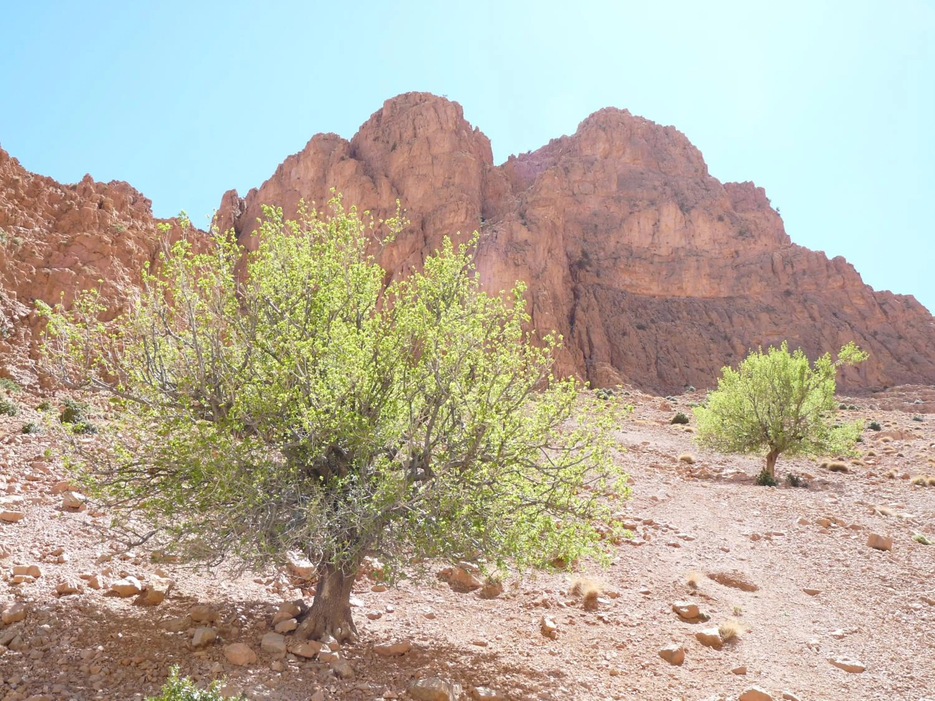 Les Jardins De Todgha gorges de todra tinghir