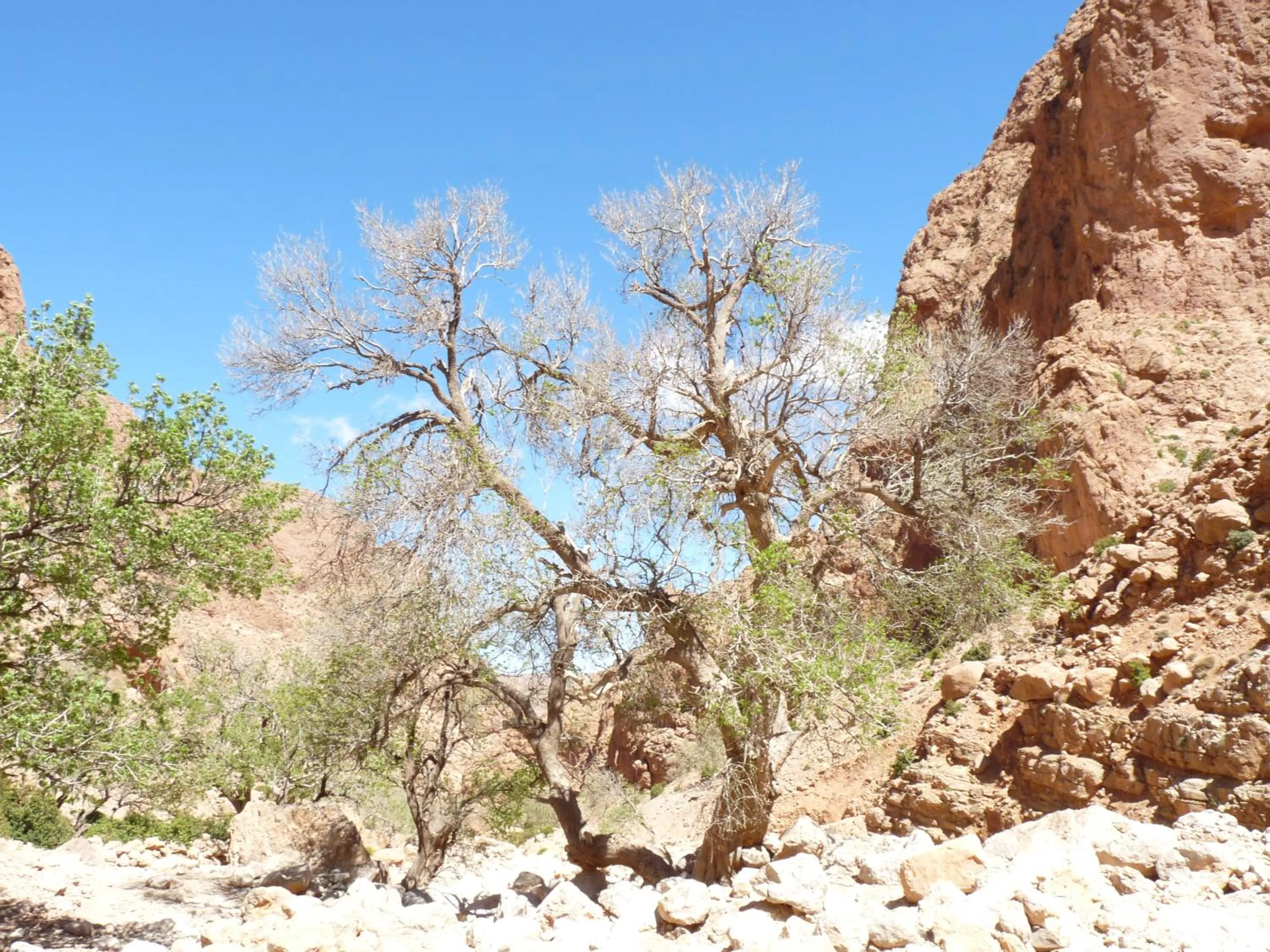 Les Jardins De Todgha gorges de todra tinghir