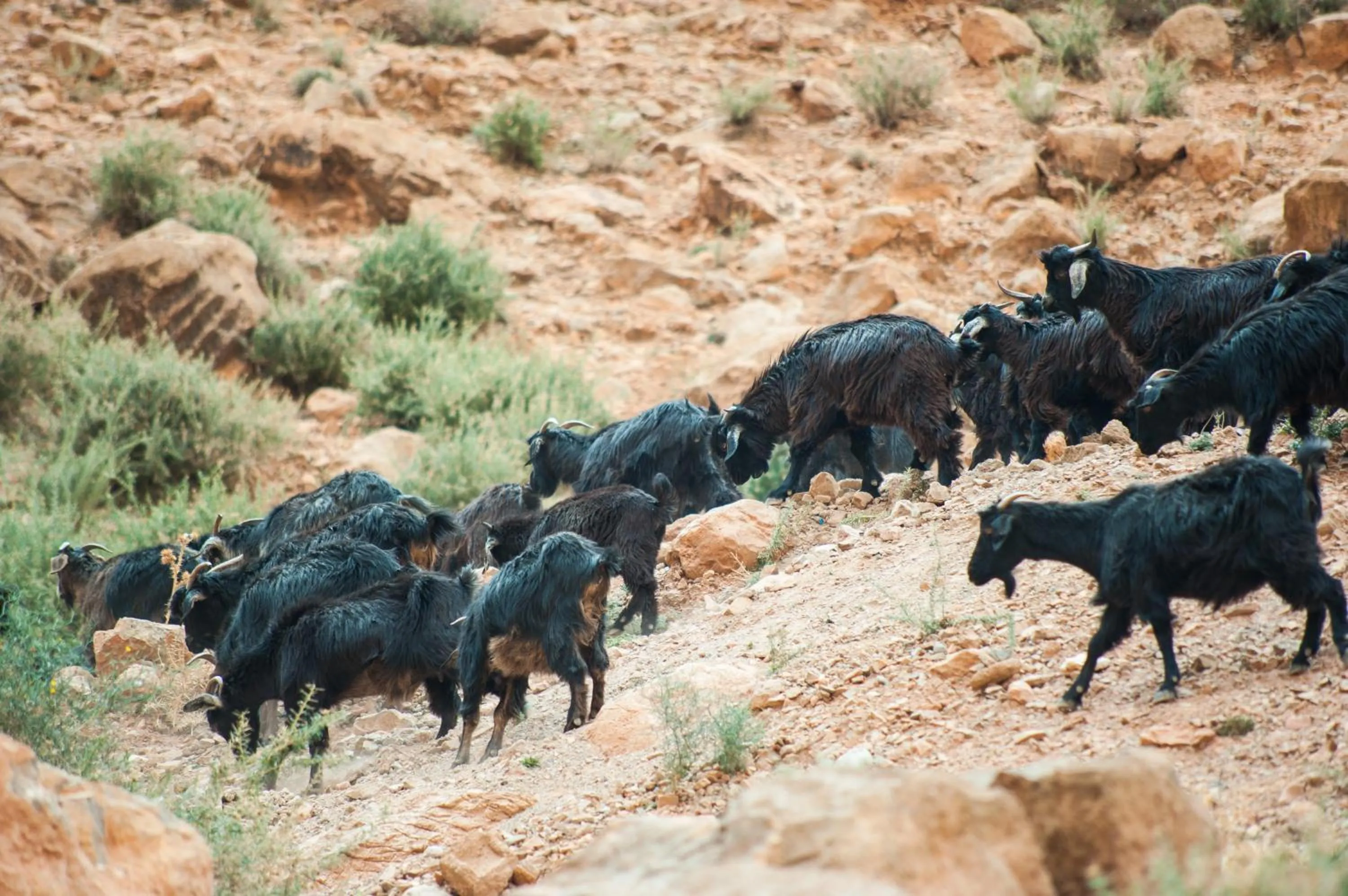 Nearby landmark in Les Jardins De Todgha gorges de todra tinghir