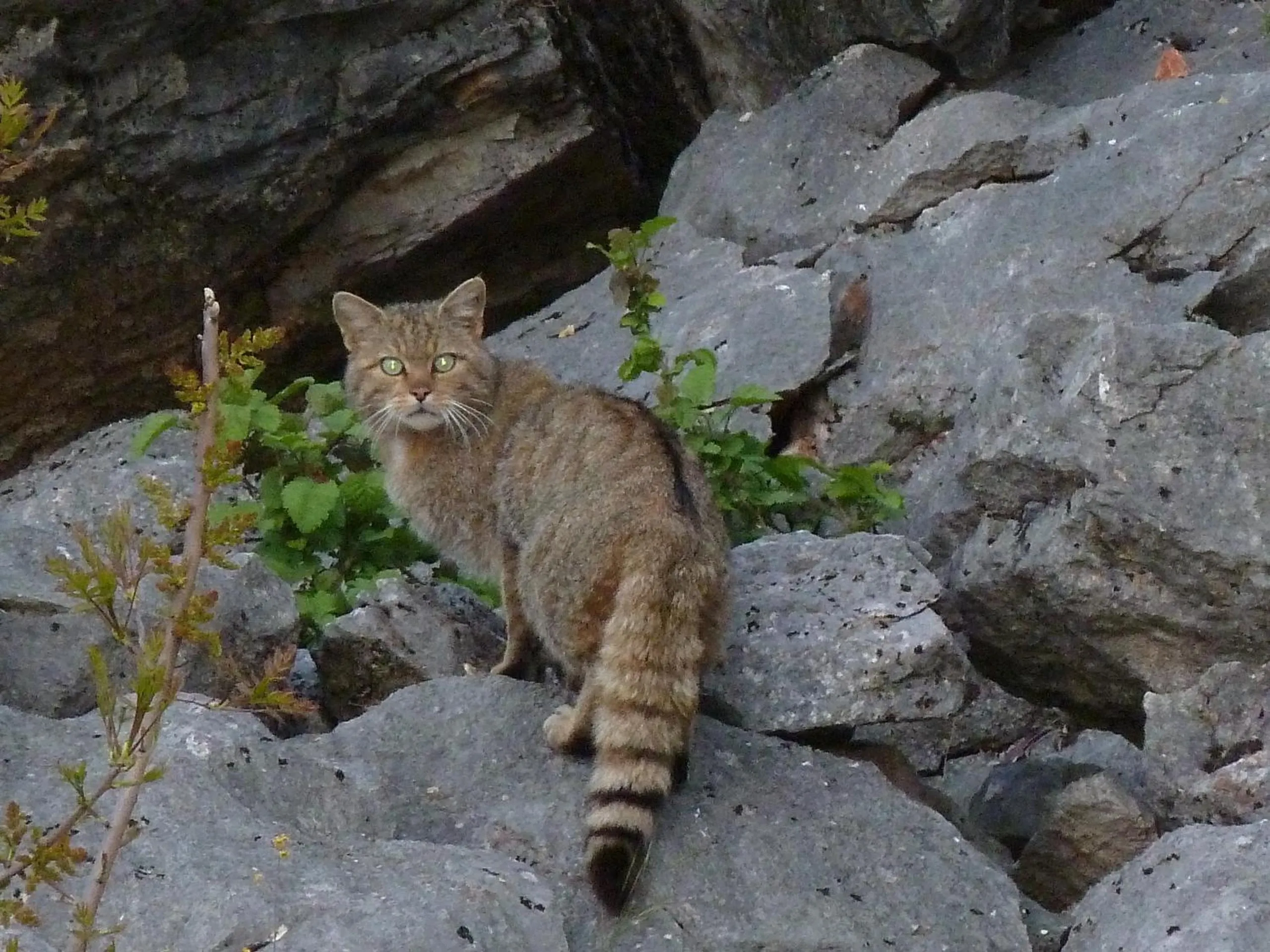 Animals in Agios Germanos