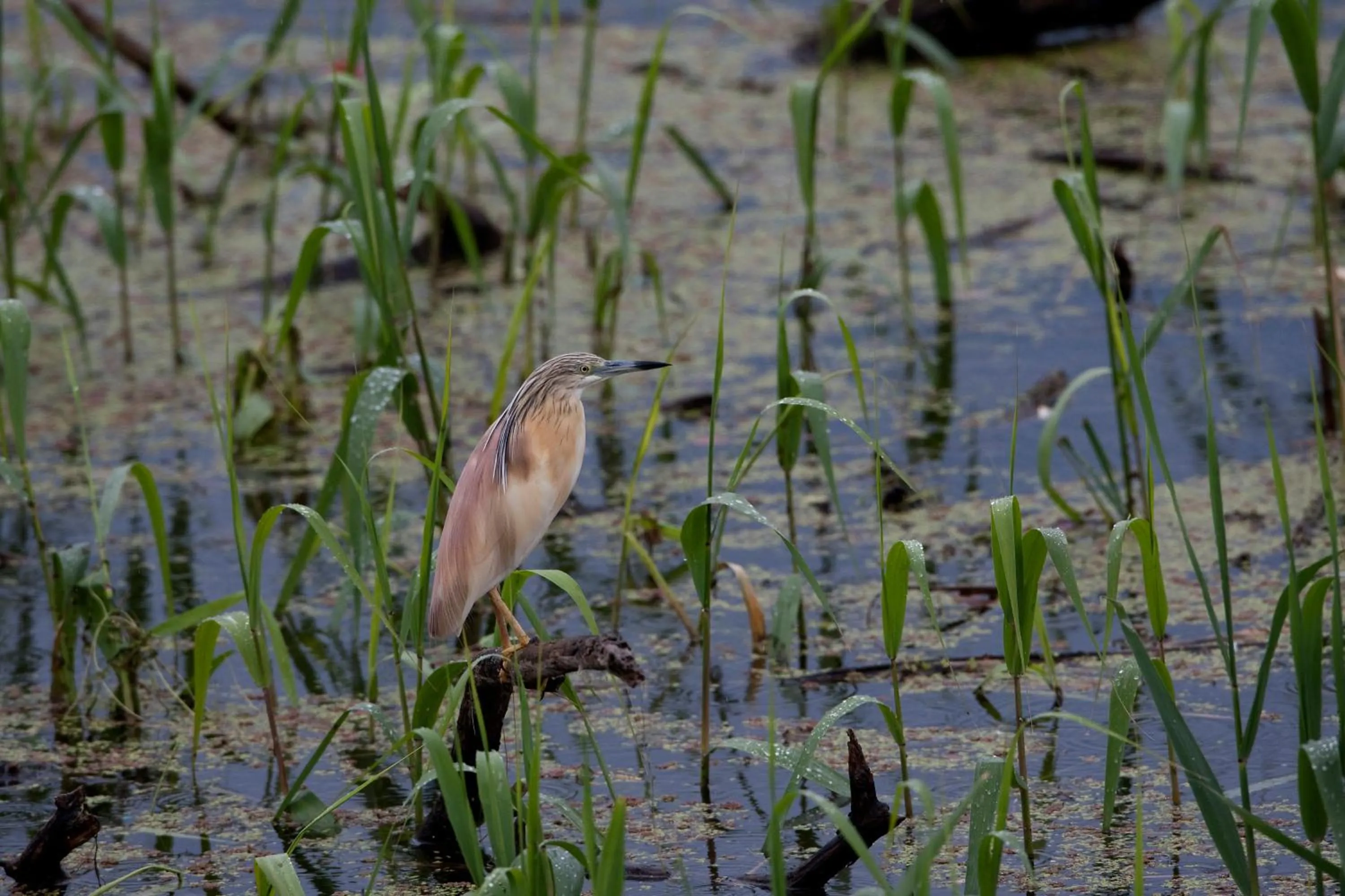 Spring in Agios Germanos