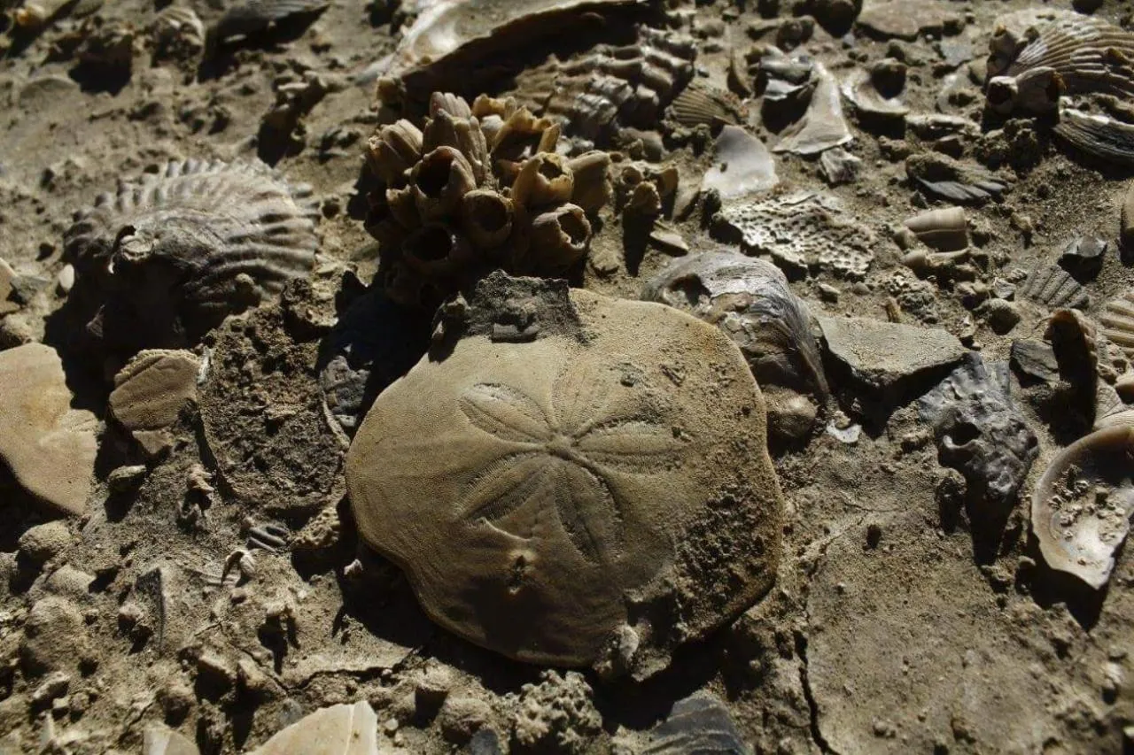 El Tamarisco