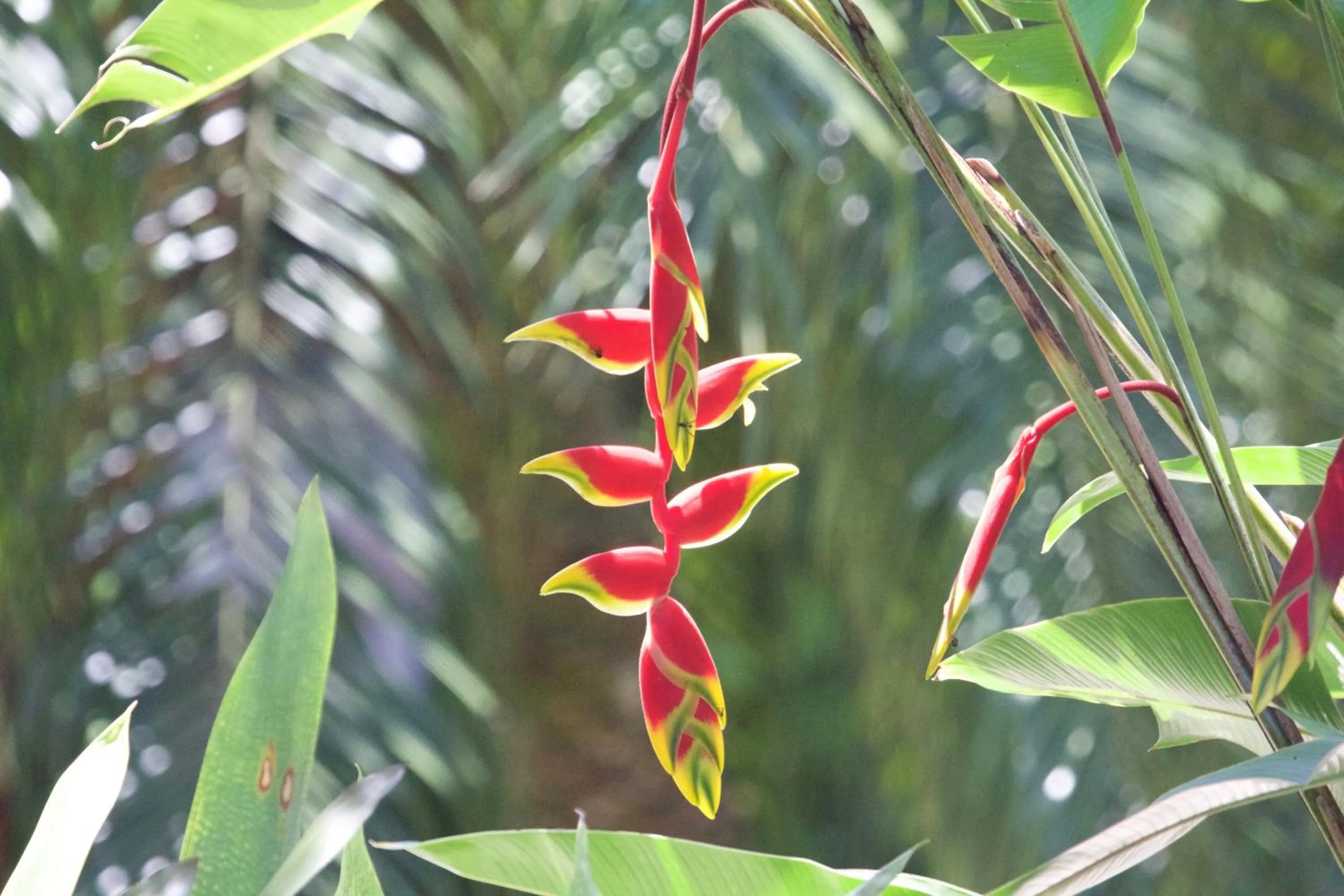 Garden in Villa Bebek Hotel